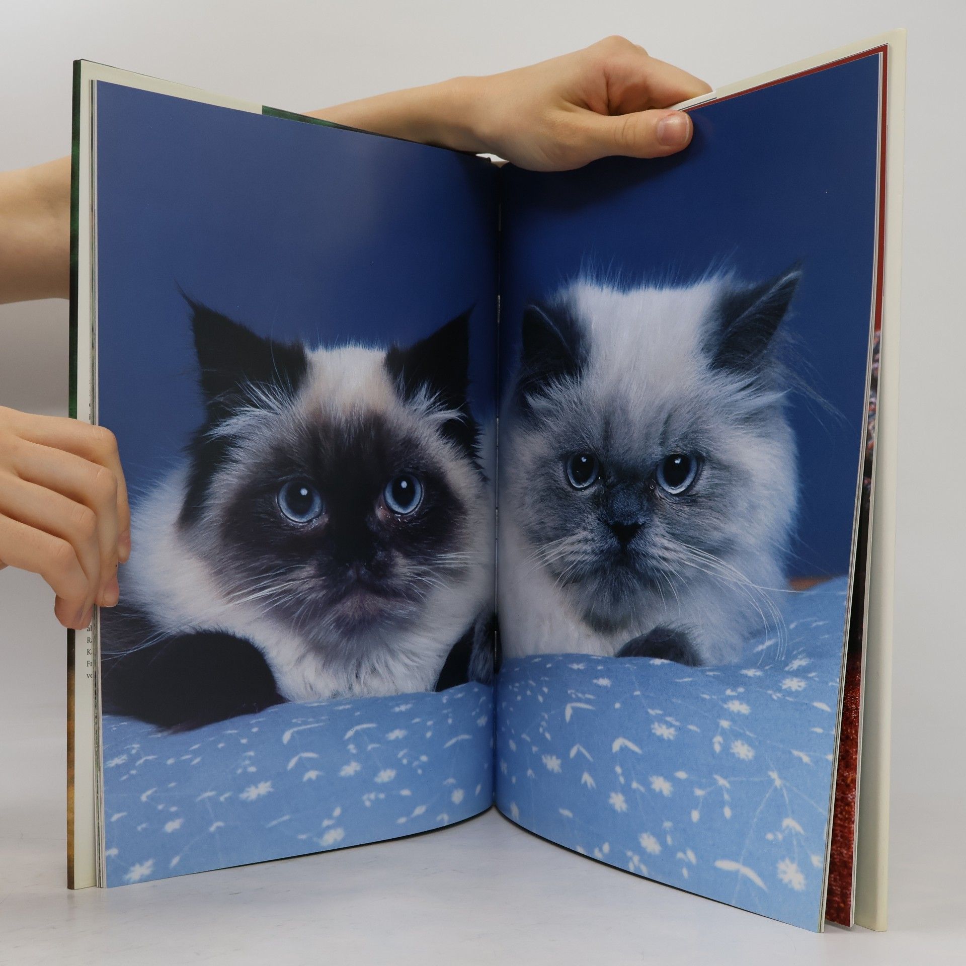 Marcus Schneck Katzen