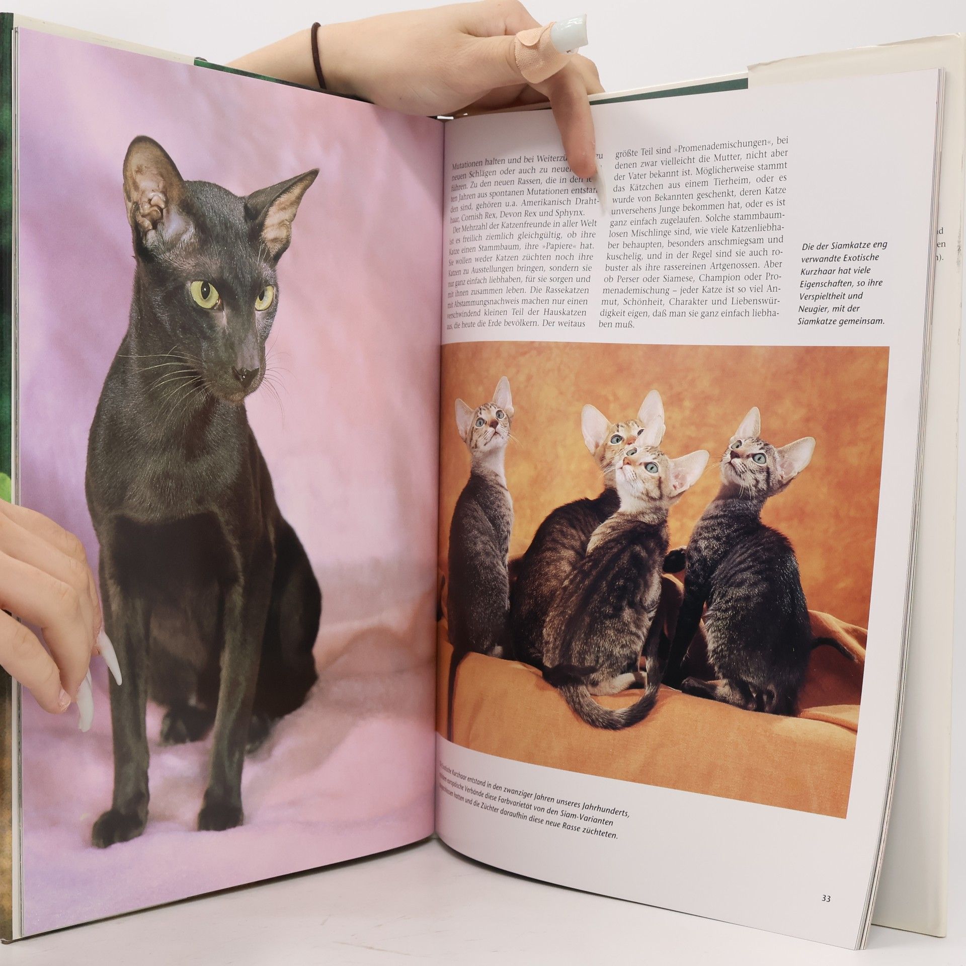 Marcus Schneck Katzen