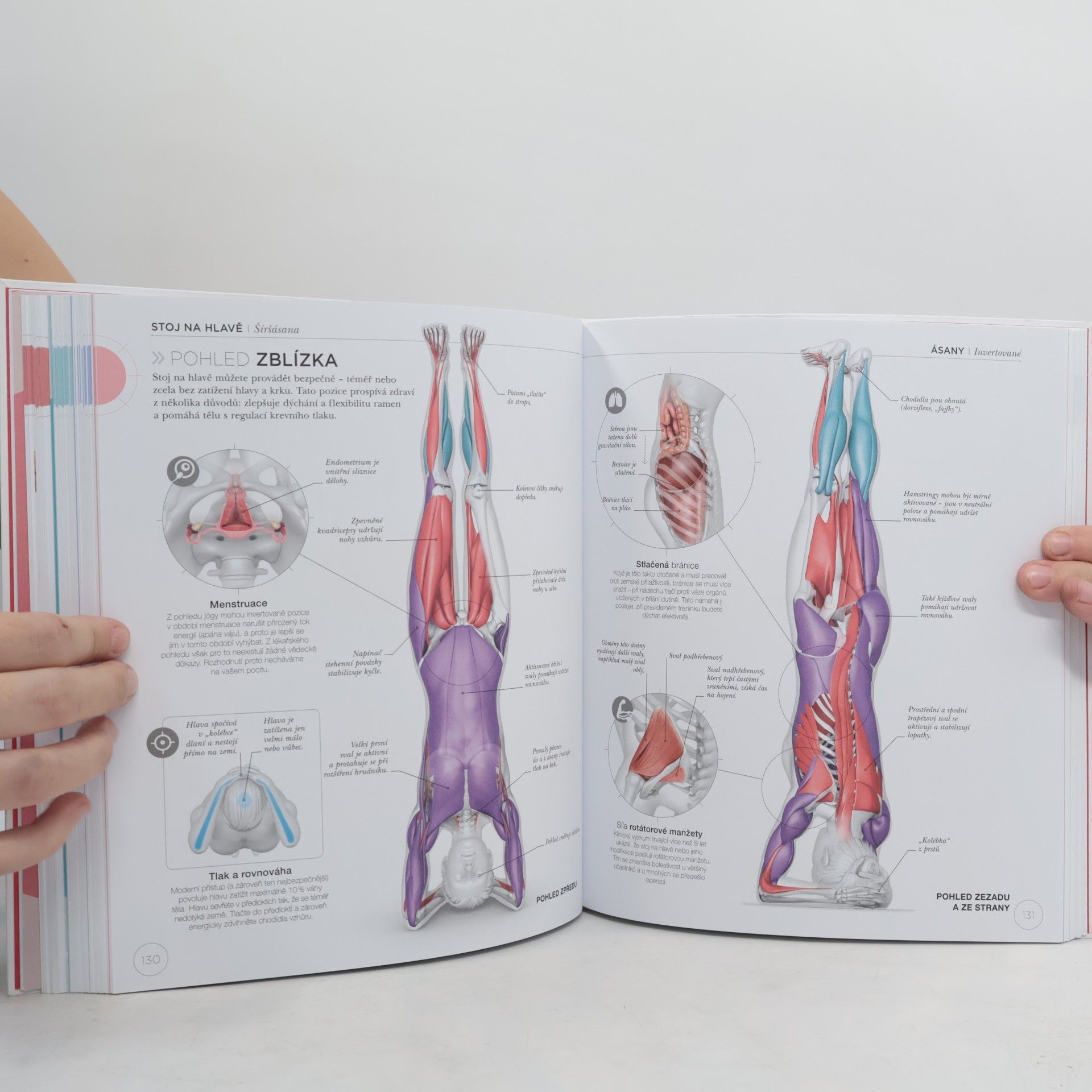 Ann Swanson Jóga z pohledu anatomie