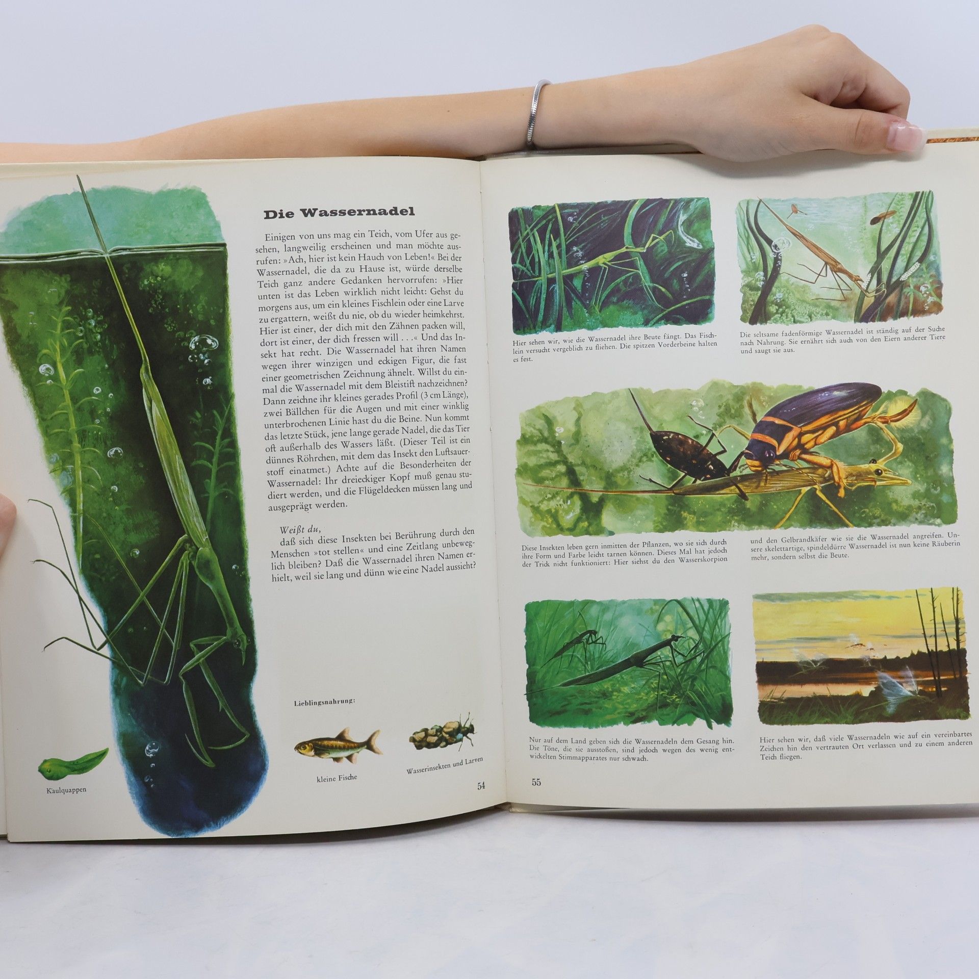 Autorenkollektiv Tiere in Fluss und Teich