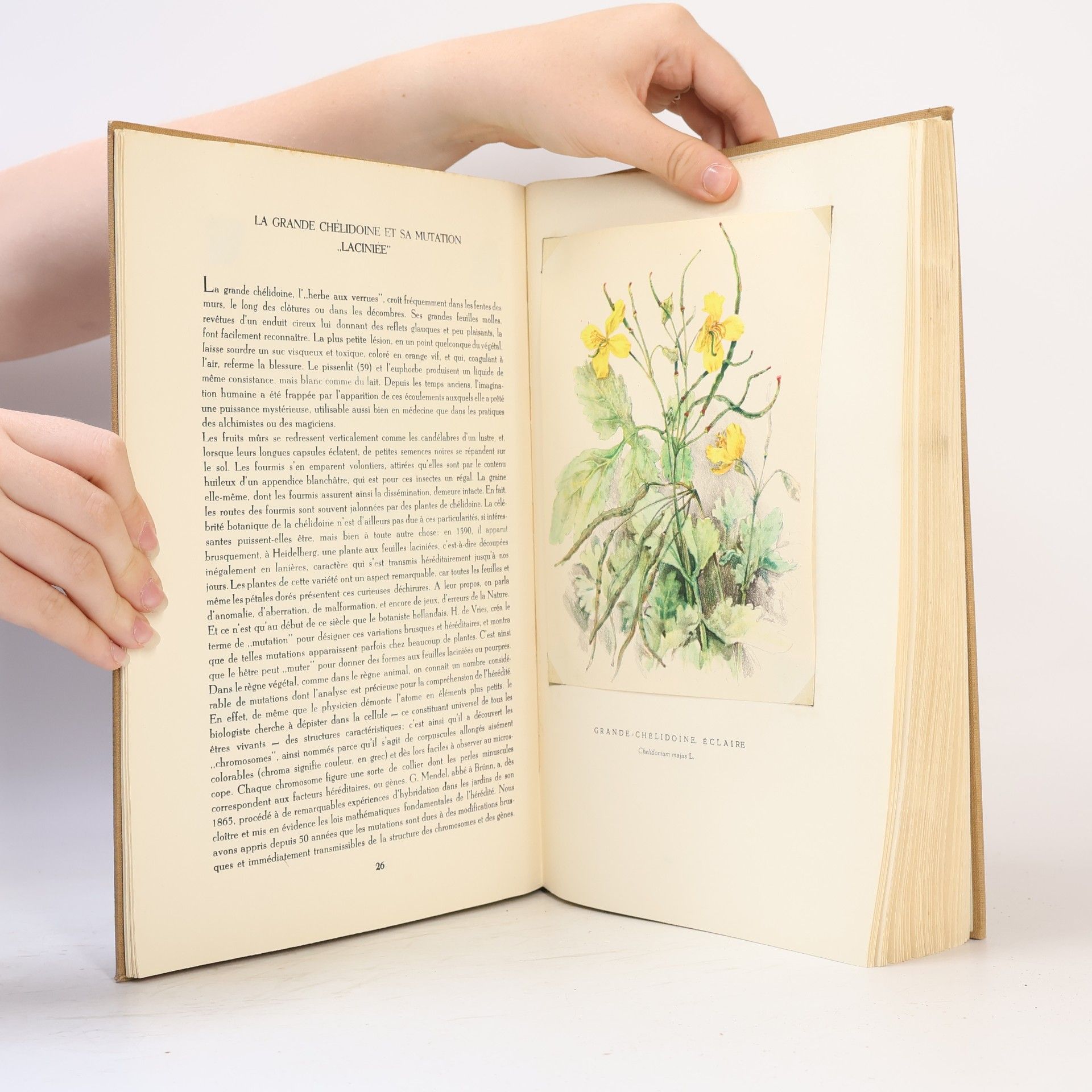 Auteurscollectief Fleurs sur ton chemin