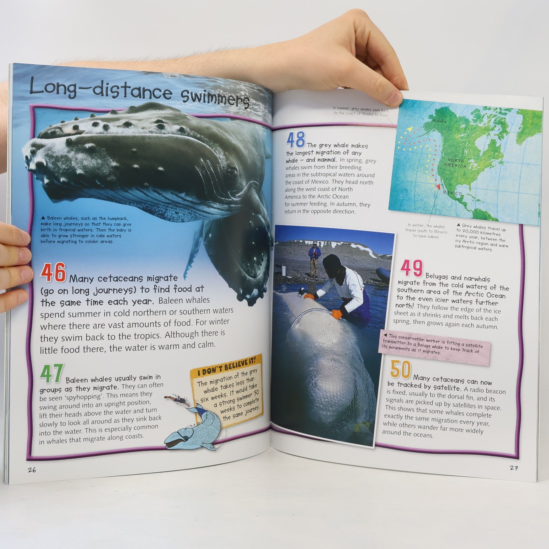 Belinda Gallagher 100 Facts - Whales & Dolphins