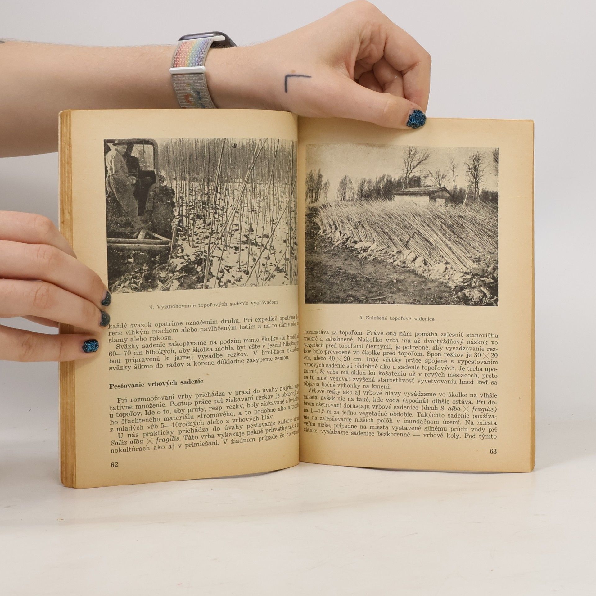 Various authors Rychle rostoucí dřeviny a jejich pěstování