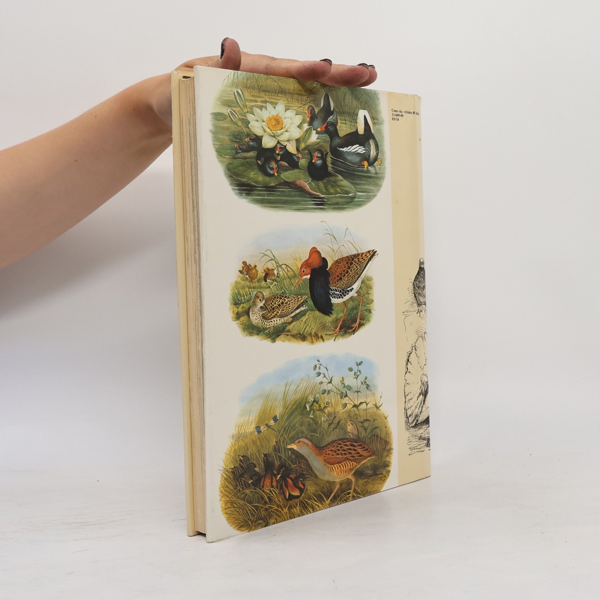 Charles Darwin Darwinův původ druhů v ilustracích