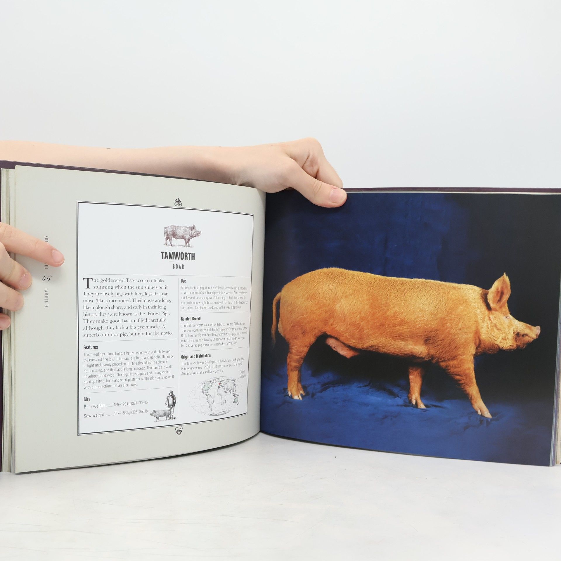 Andy Case Beautiful Pigs
