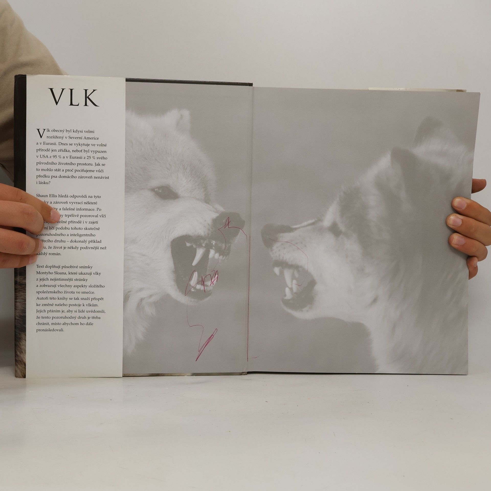 Shaun Ellis Vlk: Fascinující pohledy a fotografie budící obdiv
