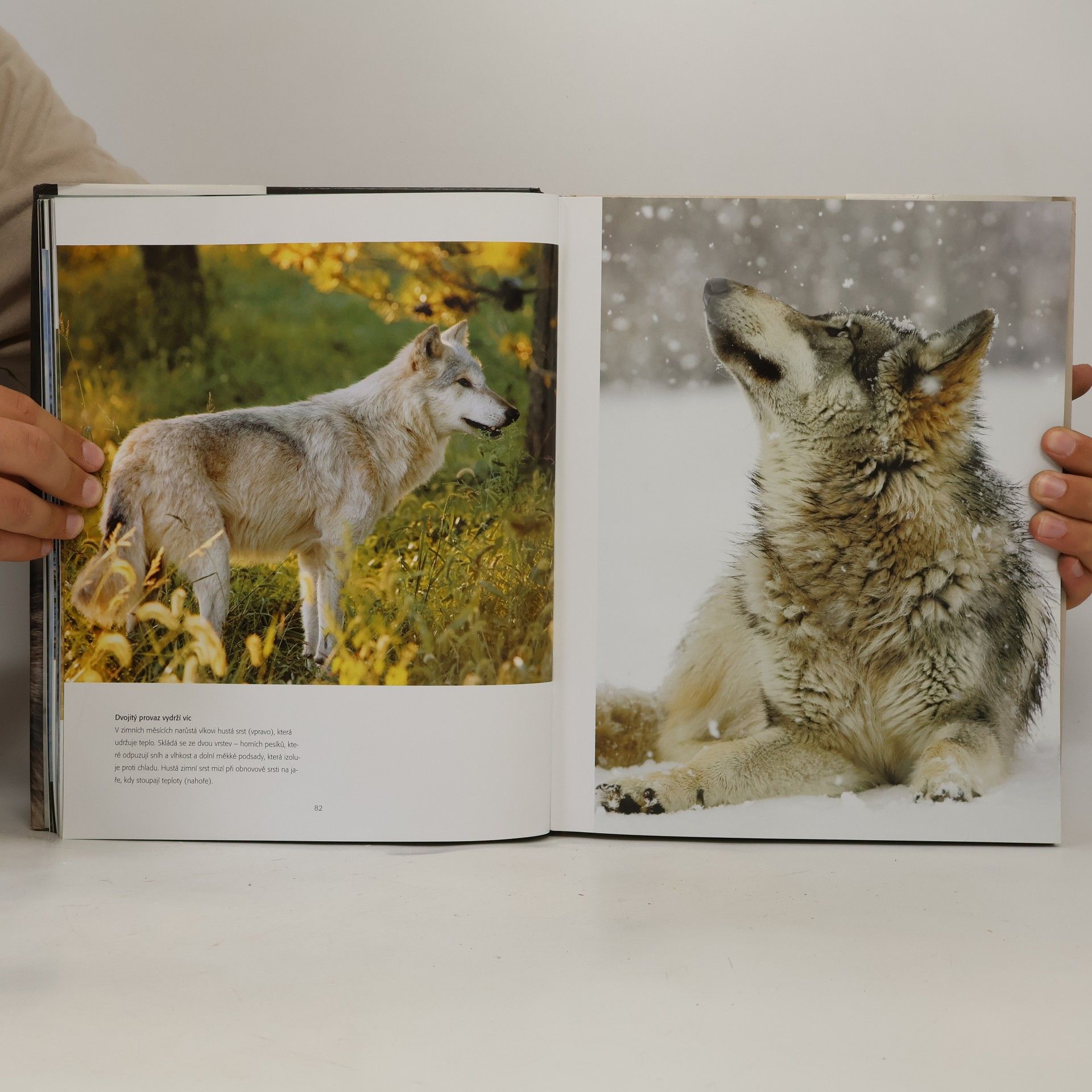 Shaun Ellis Vlk: Fascinující pohledy a fotografie budící obdiv
