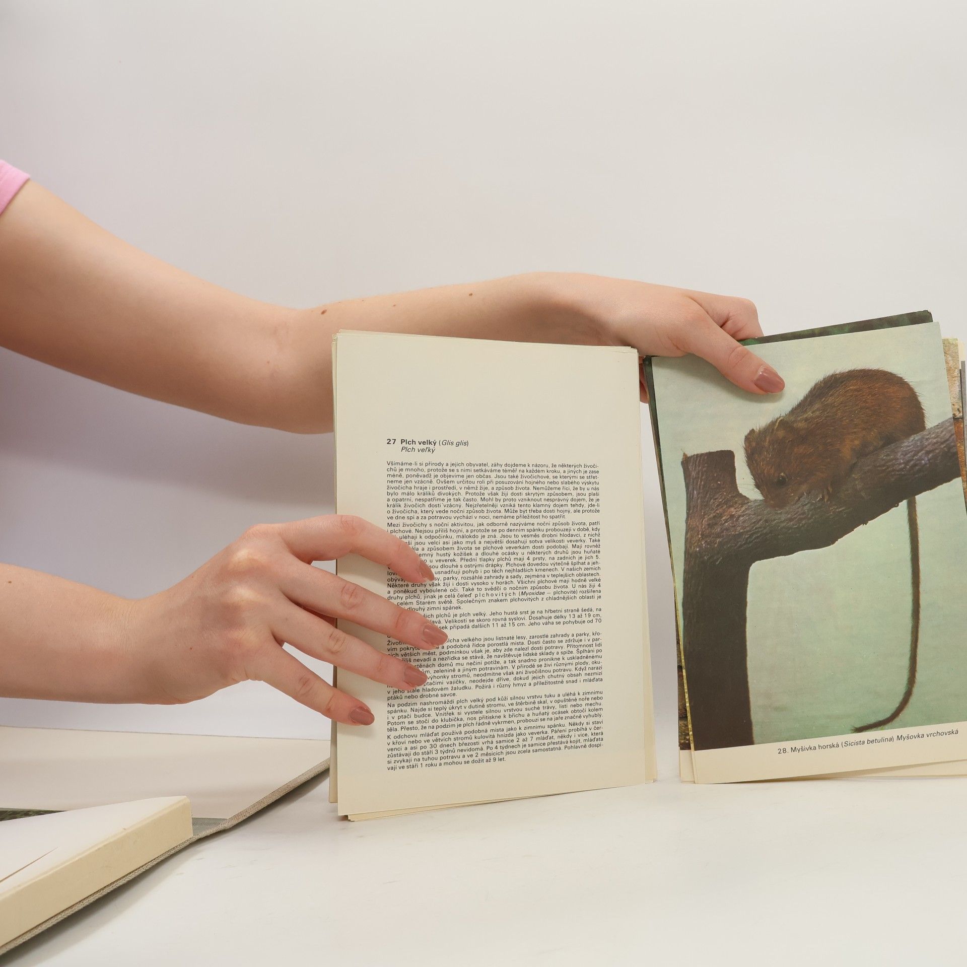 Antonín Altman Savci. Atlas obratlovců 4