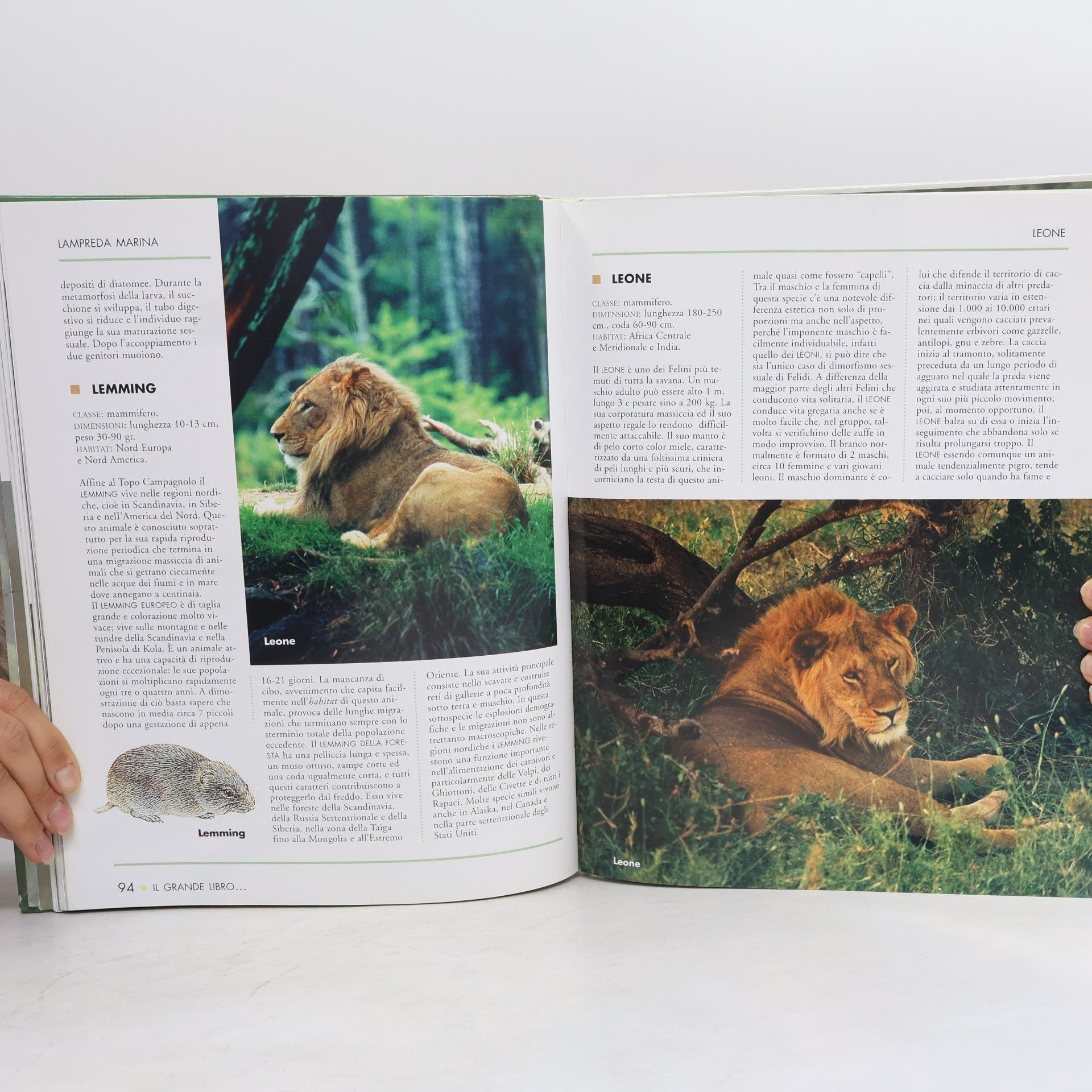 Monica Borello Il grande libro degli animali dalla A alla Z