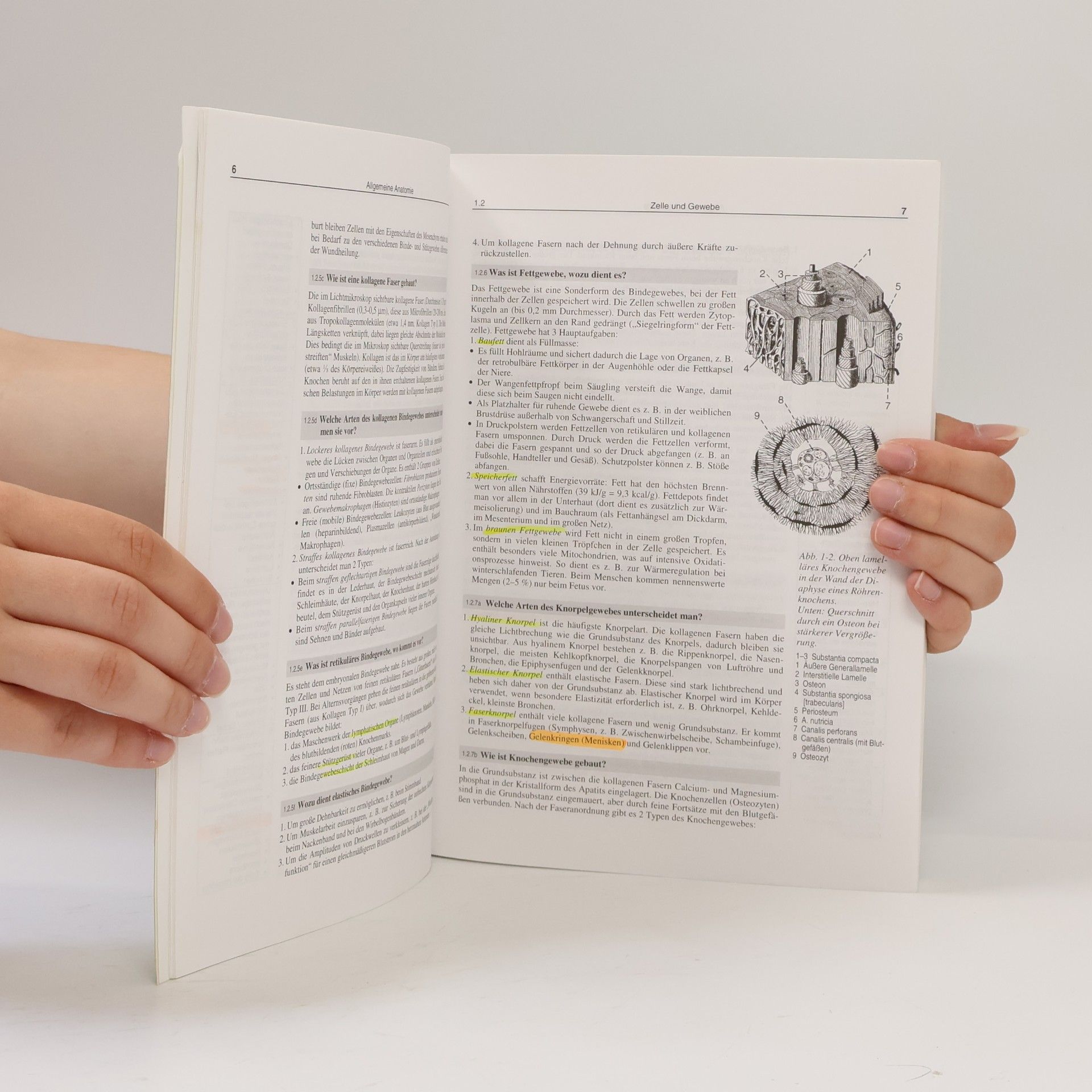 Désirée Herbold Anatomie in Frage und Antwort