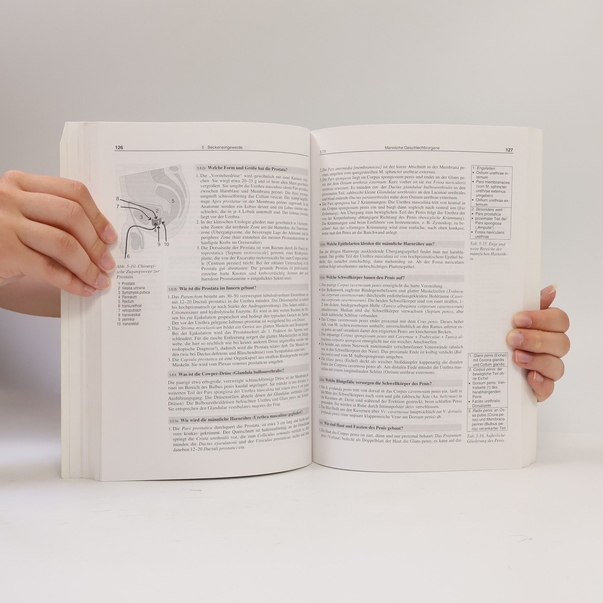 Désirée Herbold Anatomie in Frage und Antwort