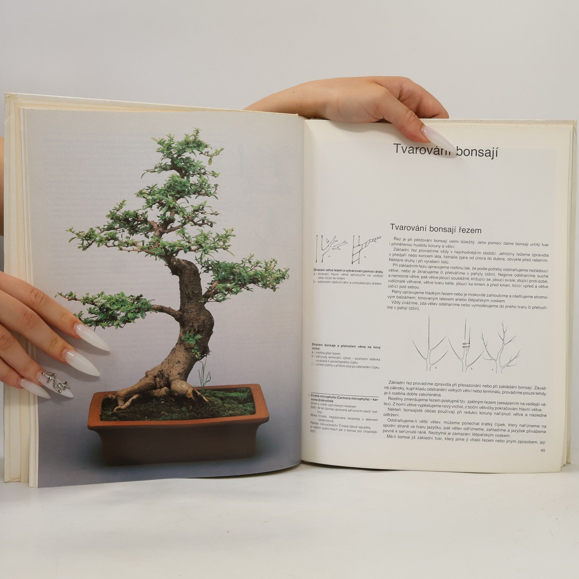 Petr Herynek Bonsai