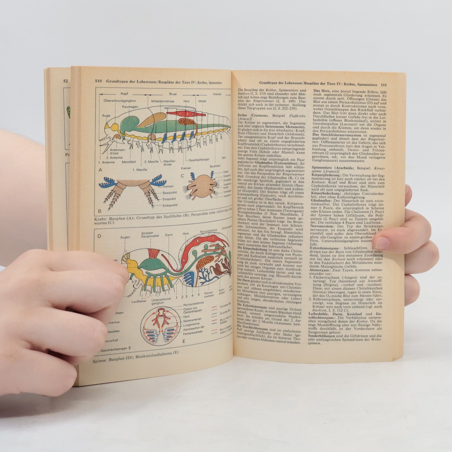 Autorenkollektiv Atlas zur Biologie 1