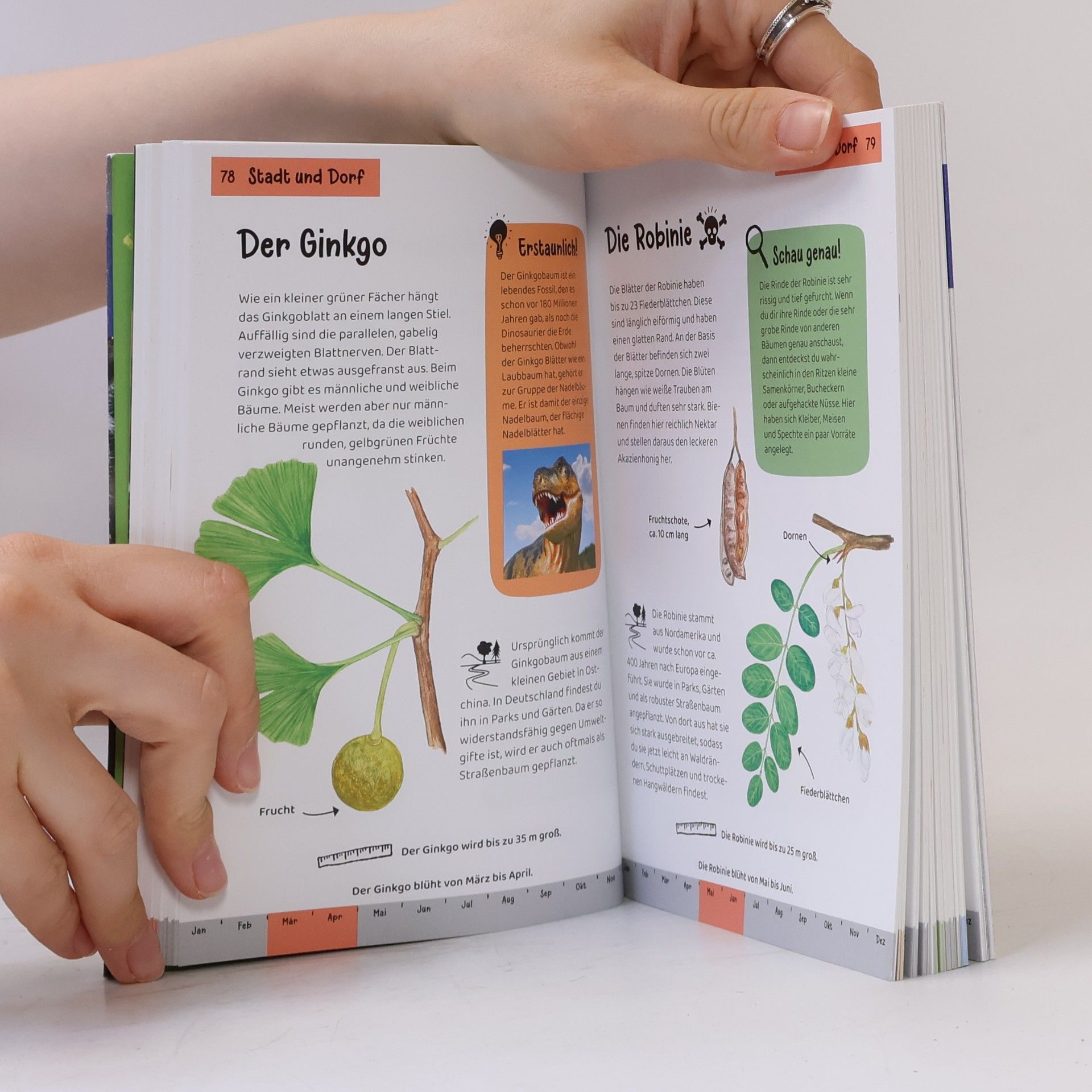 Anita van Saan Tier- und Pflanzenführer. Kindernaturführer