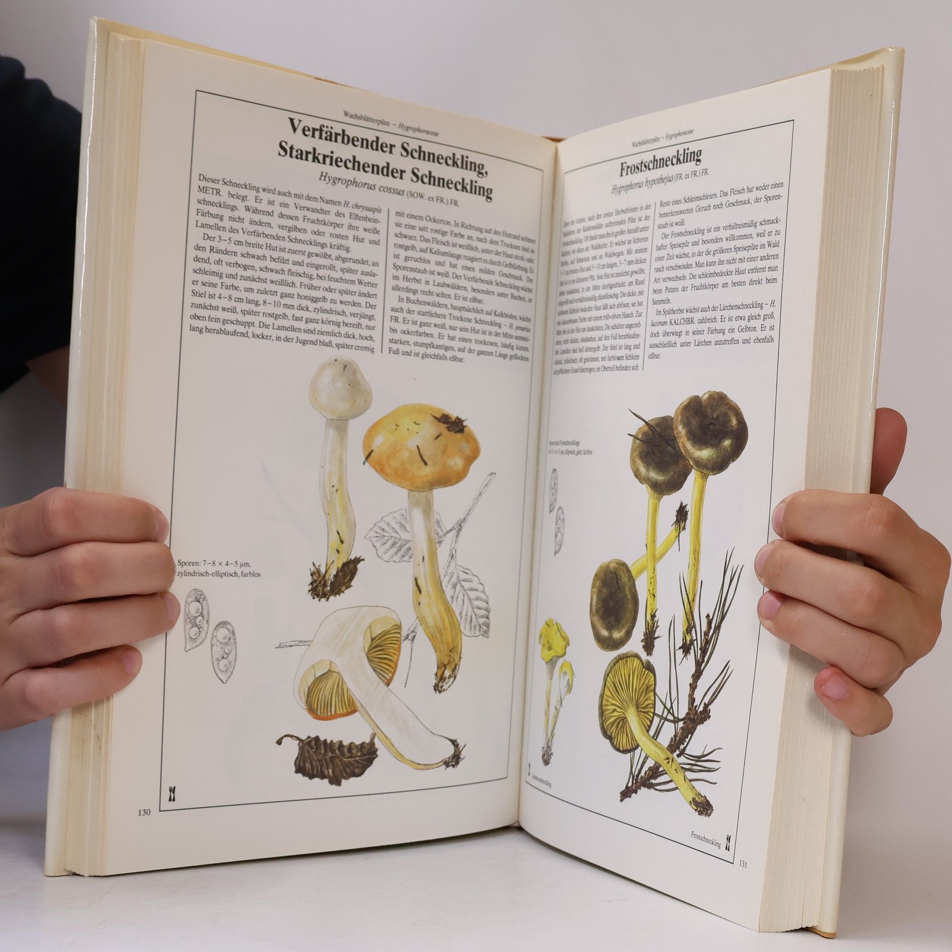 Mirko Svrček Dausien's grosses Pilzbuch in Farbe