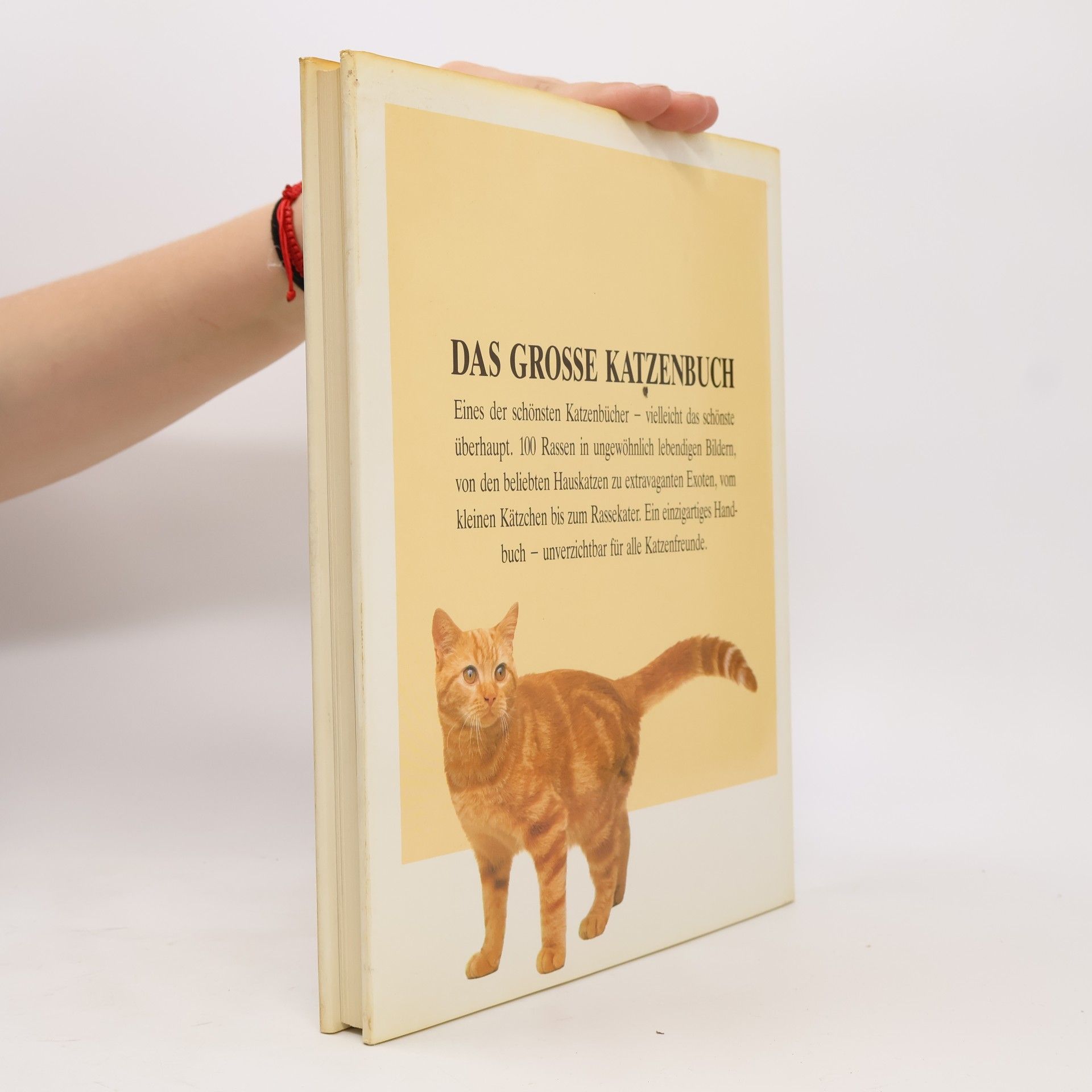 David Conrad Taylor Das Grosse Katzenbuch