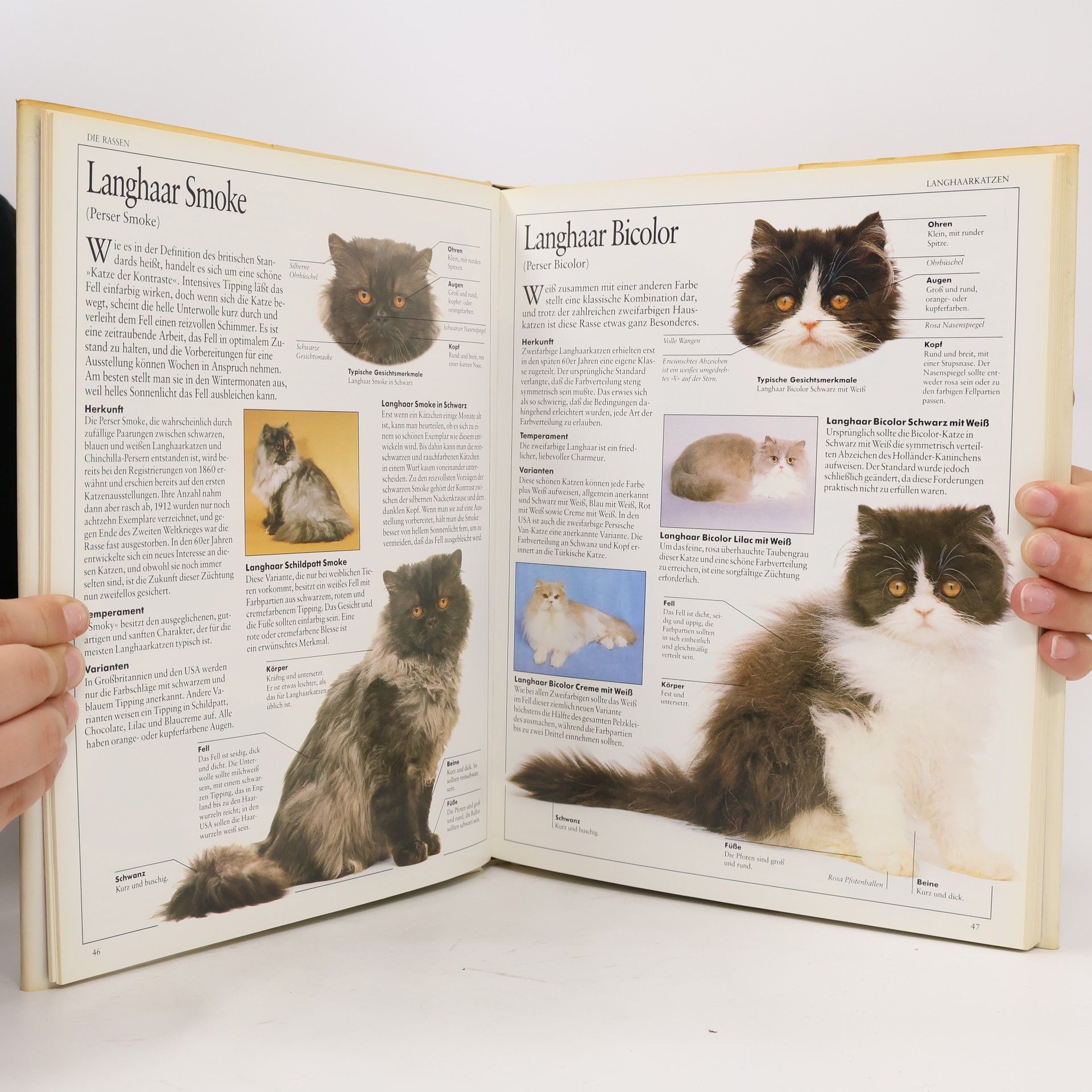 David Conrad Taylor Das Grosse Katzenbuch