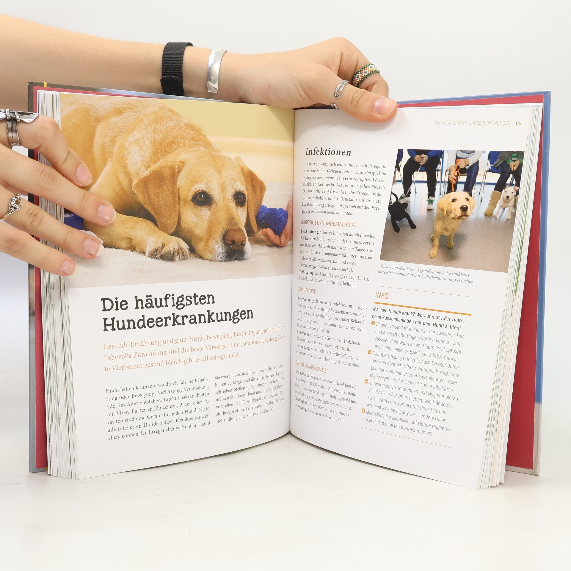 Heike Schmidt-Röger Hunde