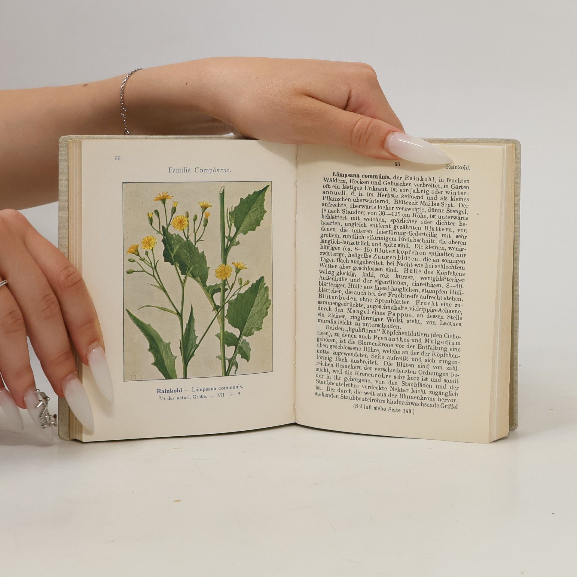 Ludwig Klein Unfere Waldblumen und Farnewächte