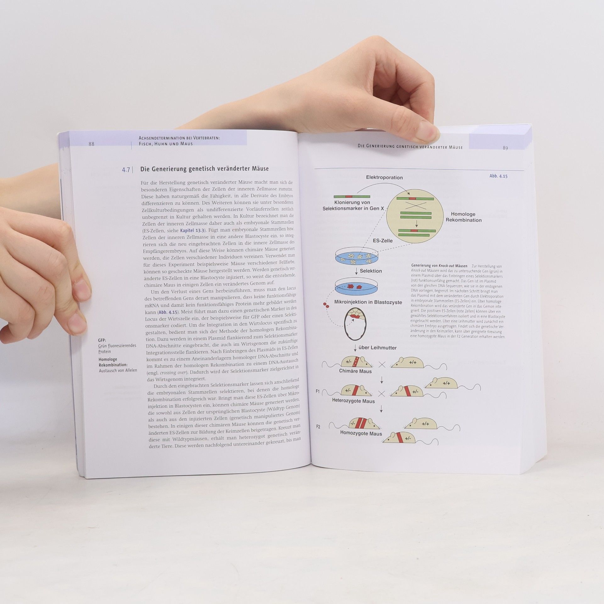 Susanne Kühl Entwicklungsbiologie