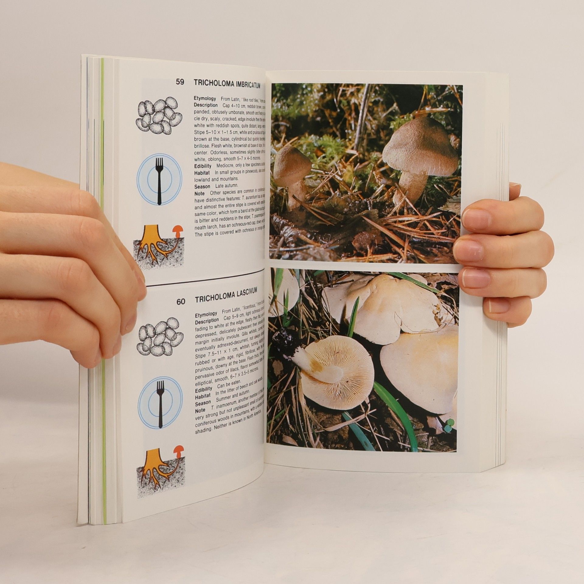 Giovanni Pacioni Simon & Schuster's Guide to Mushrooms