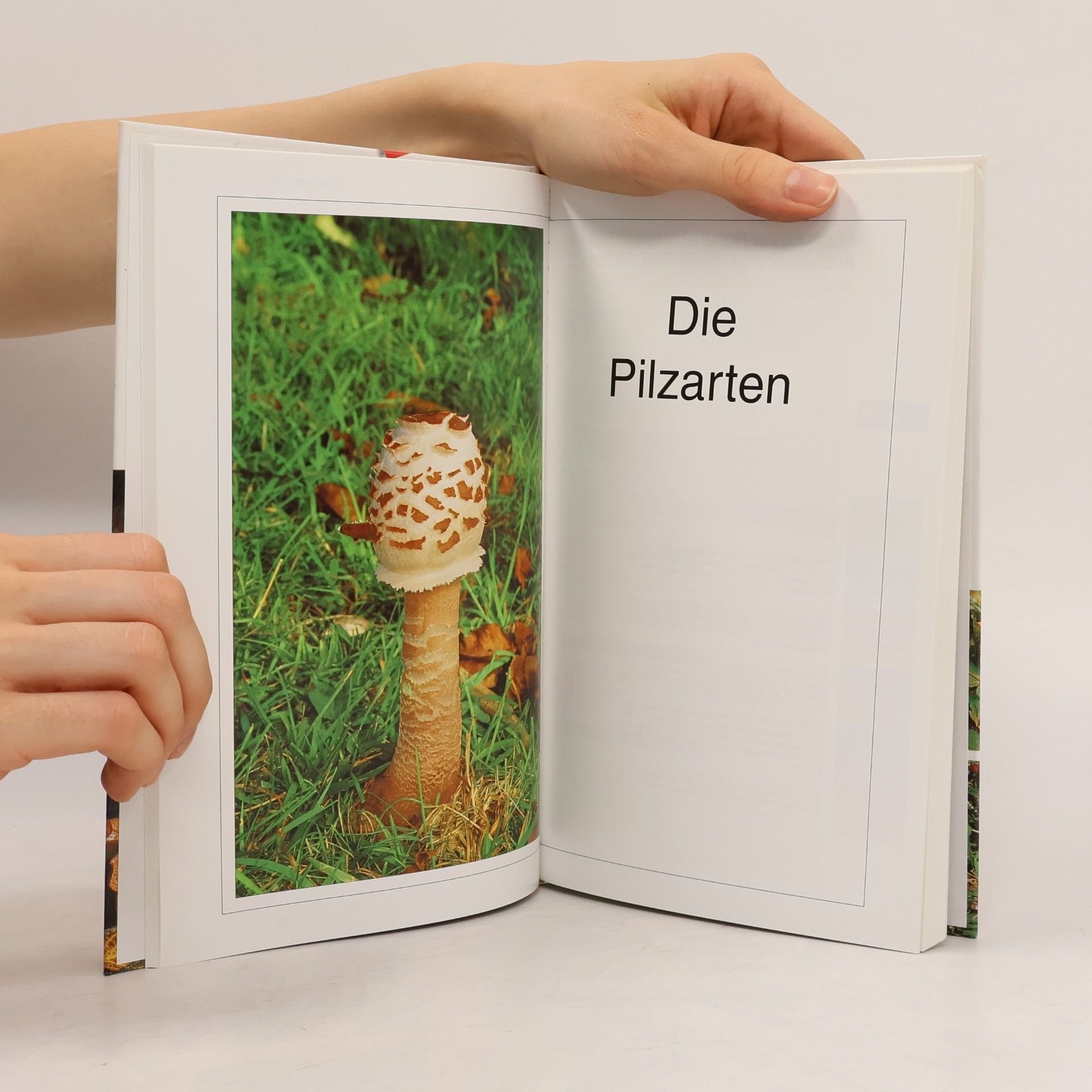 Kolektív autorov Pilze. Ein umfassender Ratgeber zum Bestimmen und Sammeln von Pilzen.