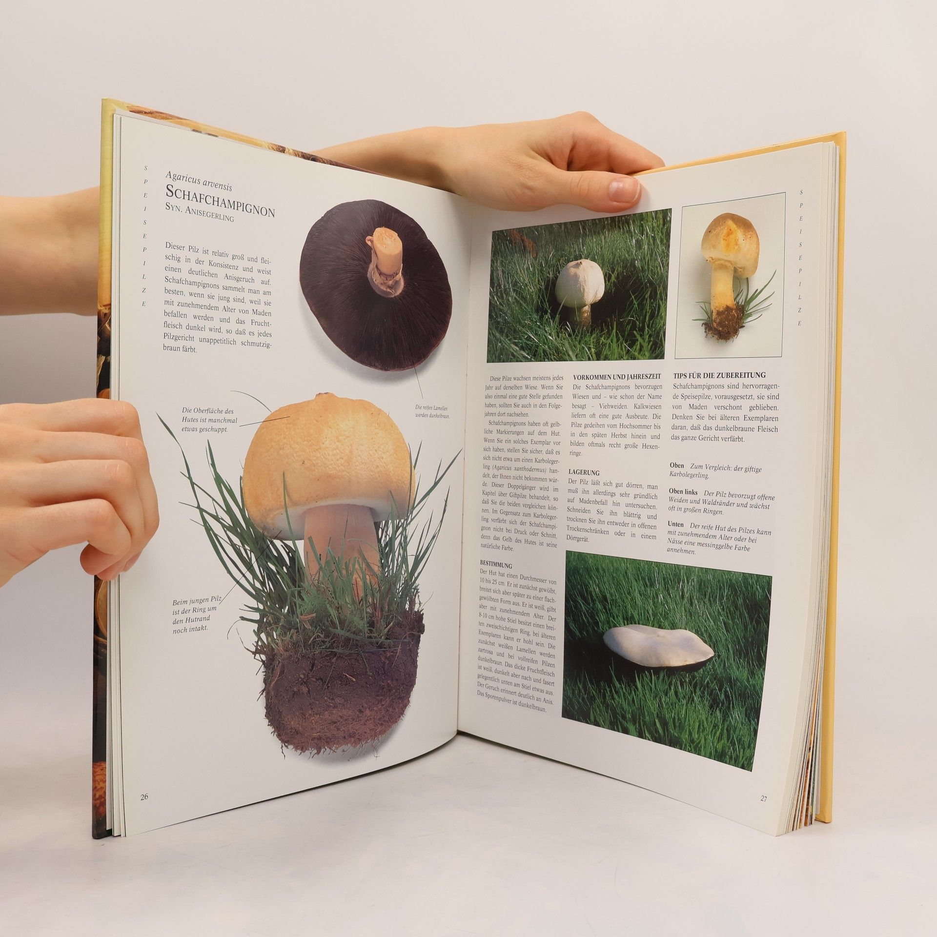Peter Jordan DuMont's grosses Pilzbuch