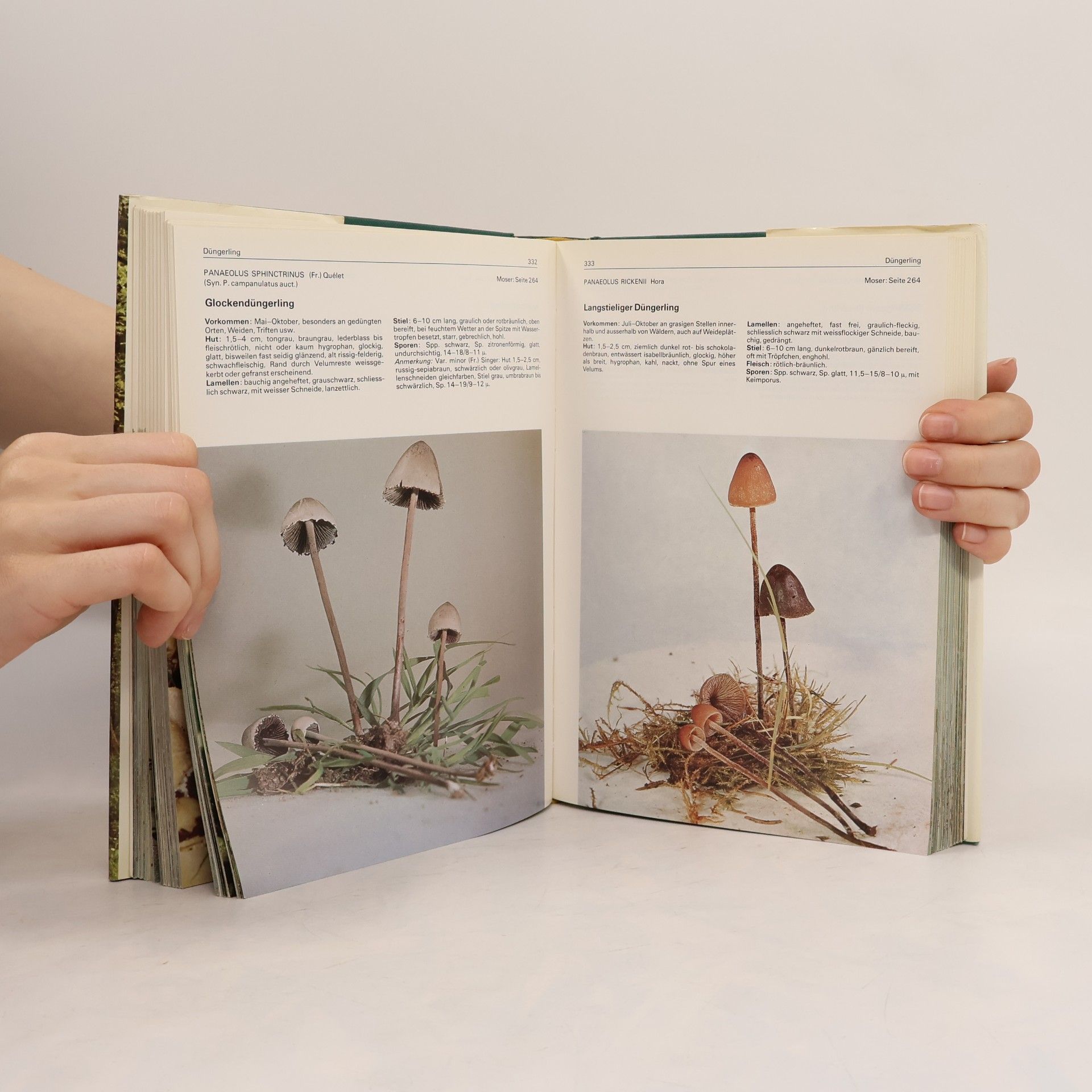 Rose Marie Dähncke 700 Pilze in Farbfotos