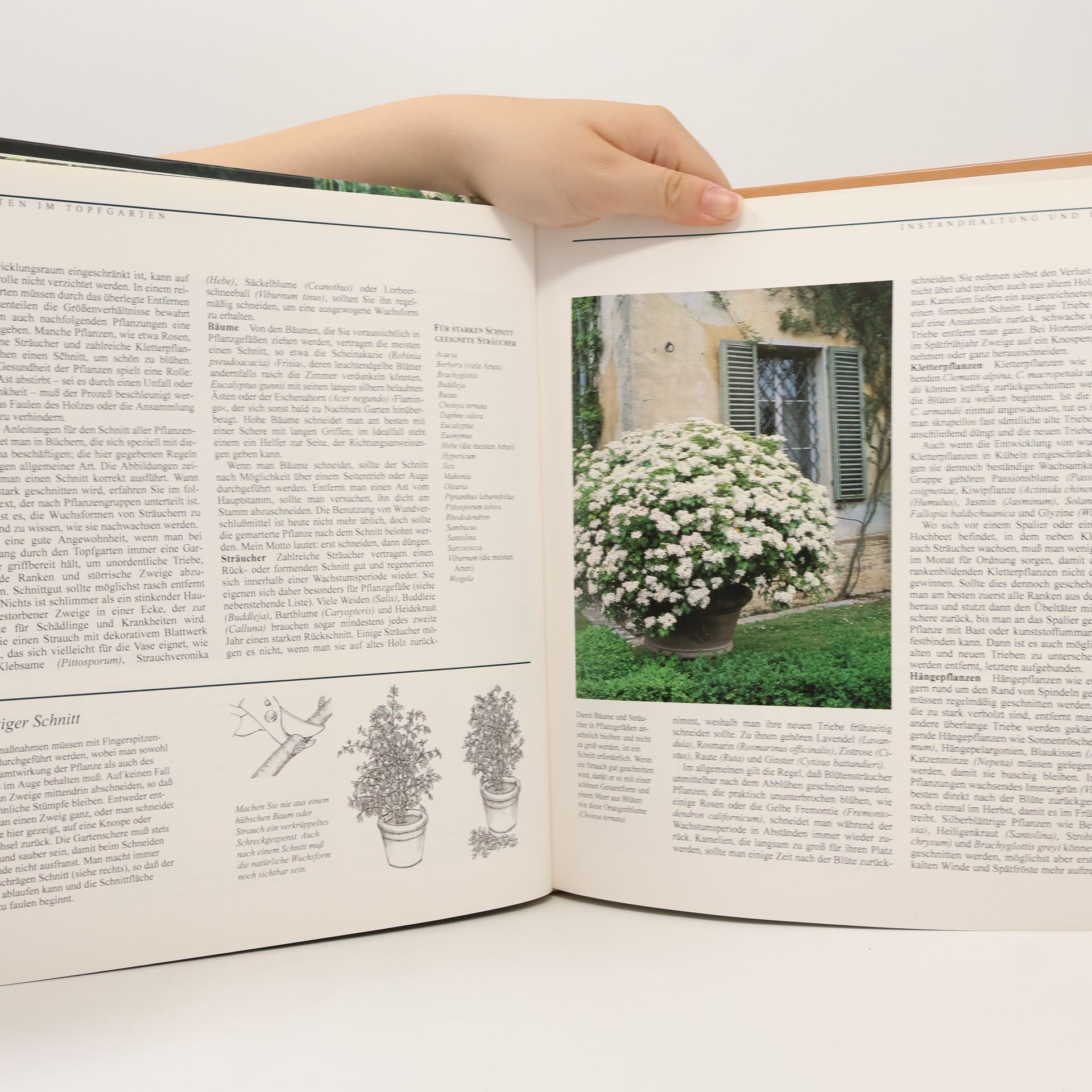 Thomasina Tarling Der Topfgarten