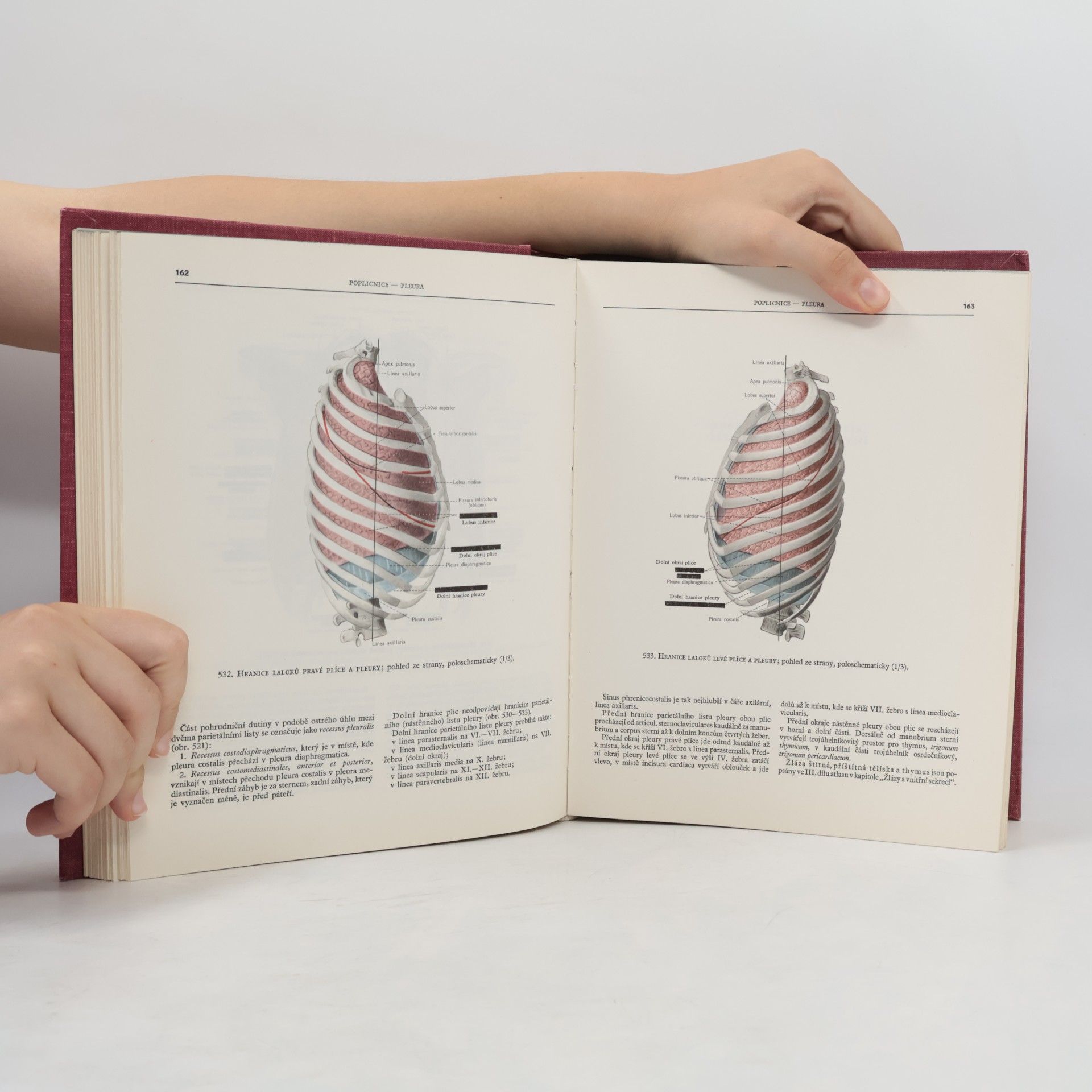 R. D. Sinělnikov Atlas a anatomie člověka. Díl II.