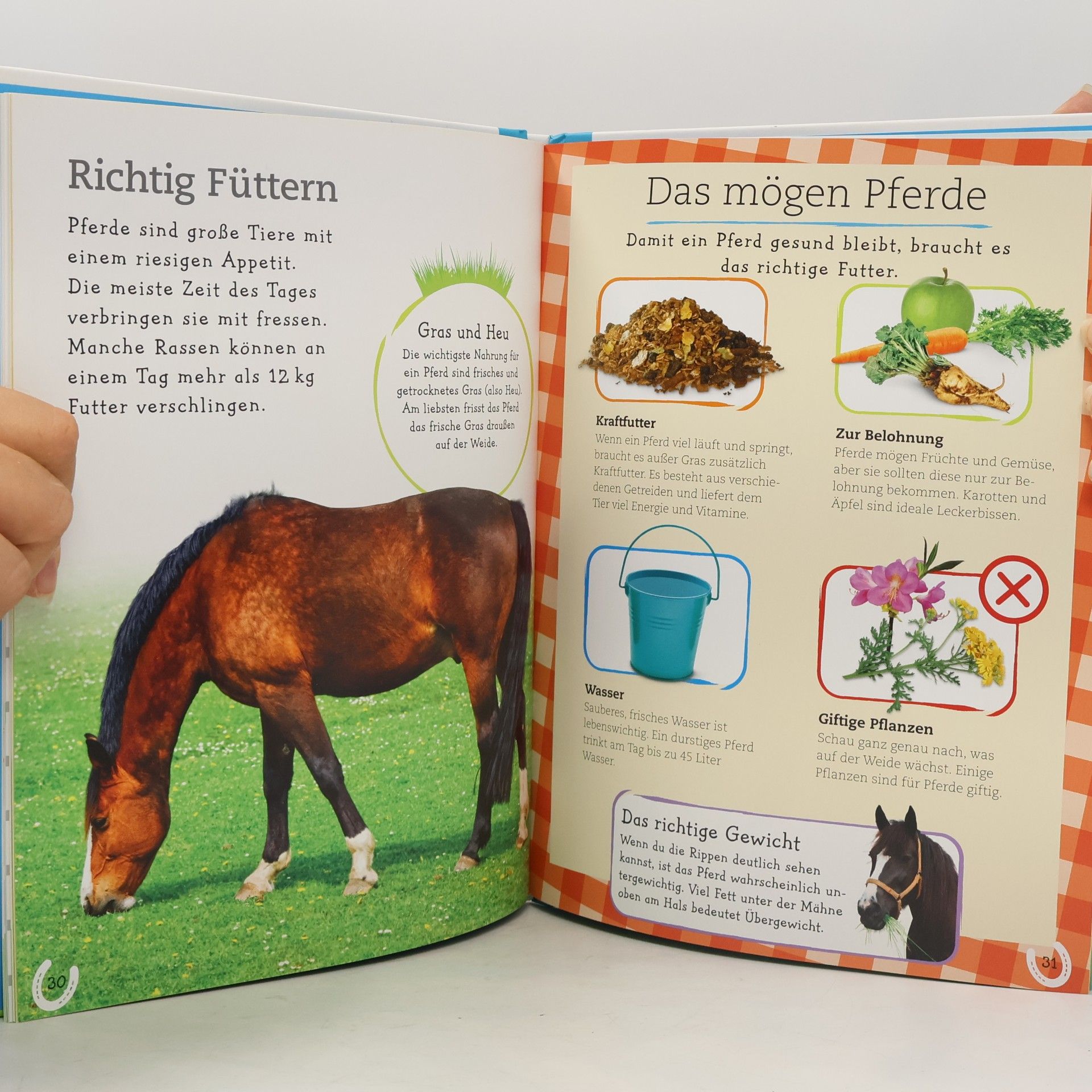 Andrea Mills Pferde und Ponys