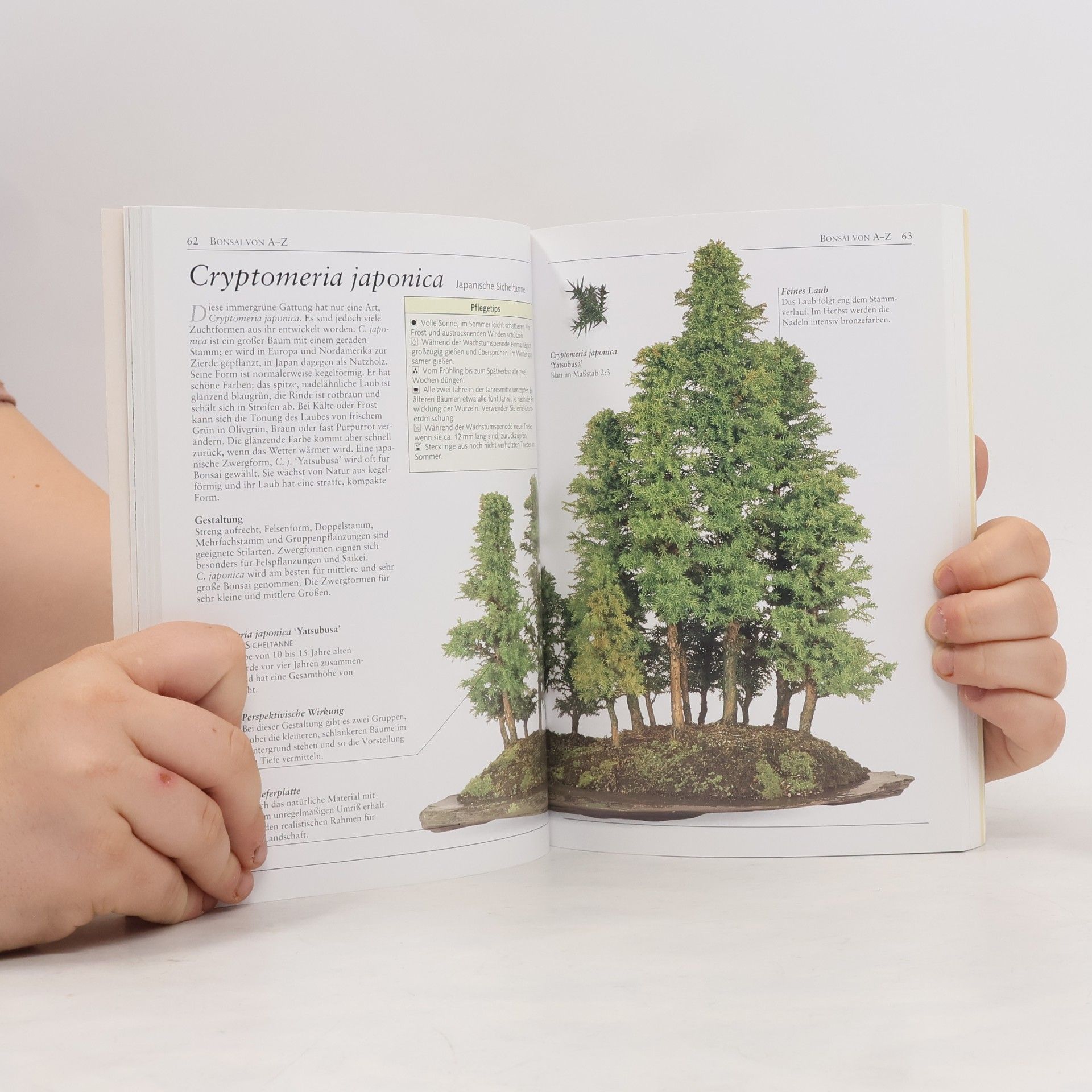Harry Tomlinson Das BLV-Bonsai-Handbuch