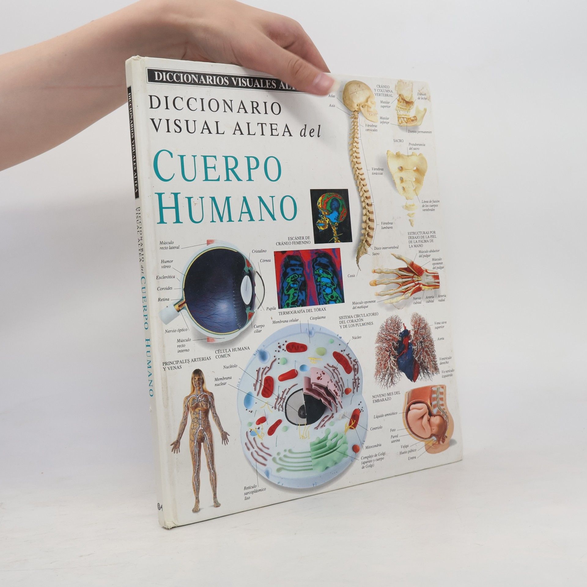 Kolektív autorov Diccionario visual Altea del cuerpo humano