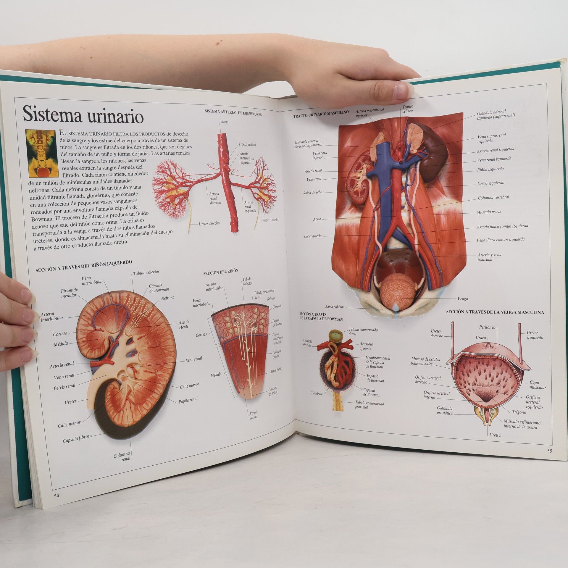 Kolektiv autorů Diccionario visual Altea del cuerpo humano