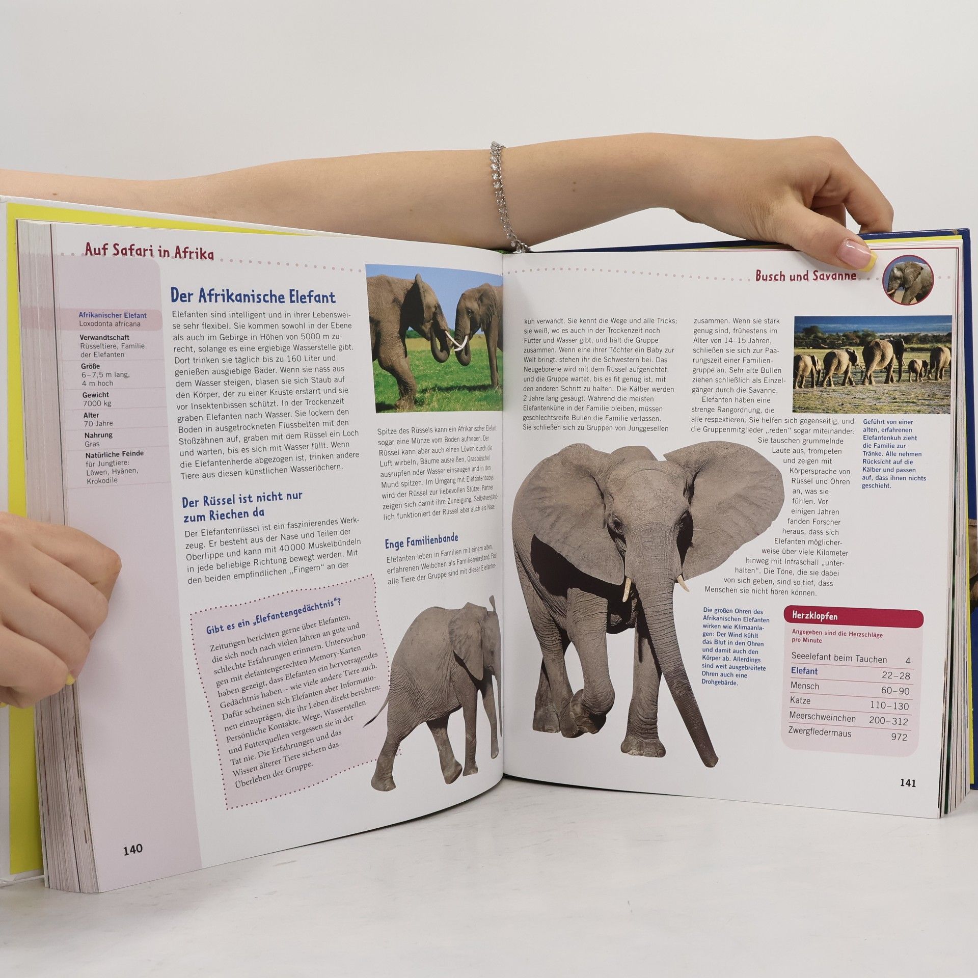 Autorenkollektiv Das große Tierlexikon für Kinder