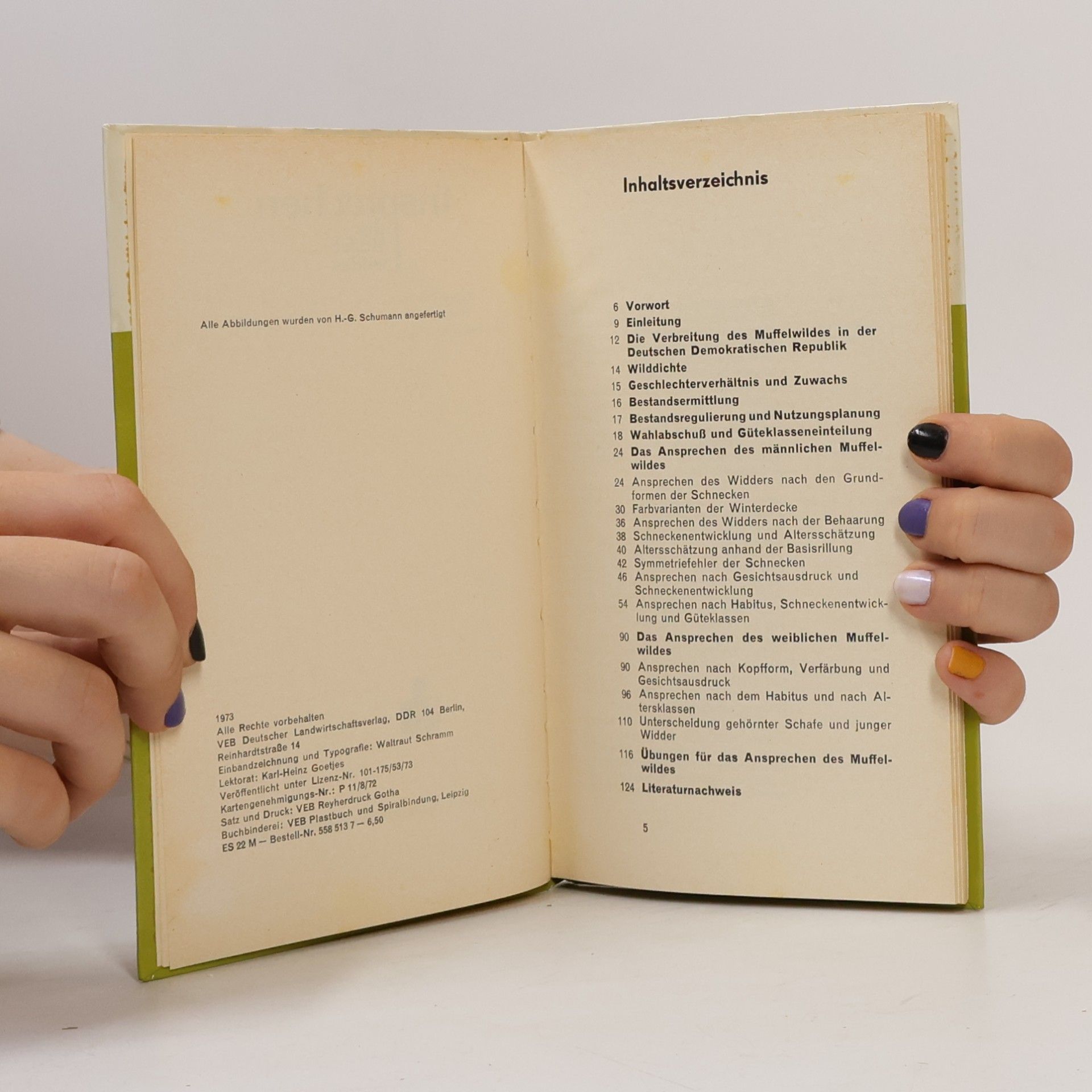 Manfred F. Fischer Ansprechen des Muffelwildes