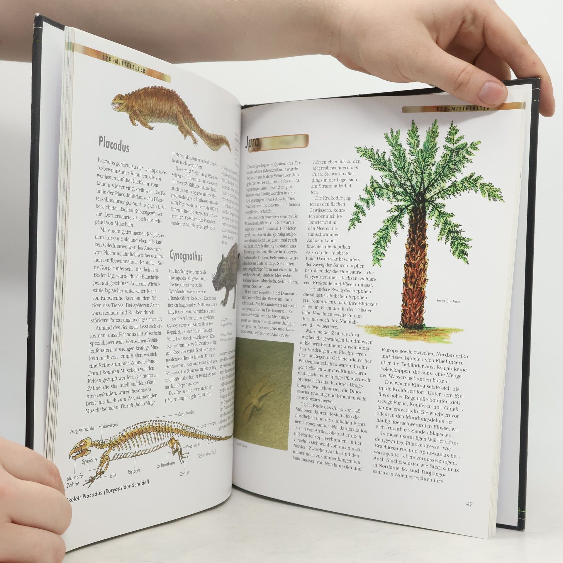 Autorenkollektiv Dinosaurier