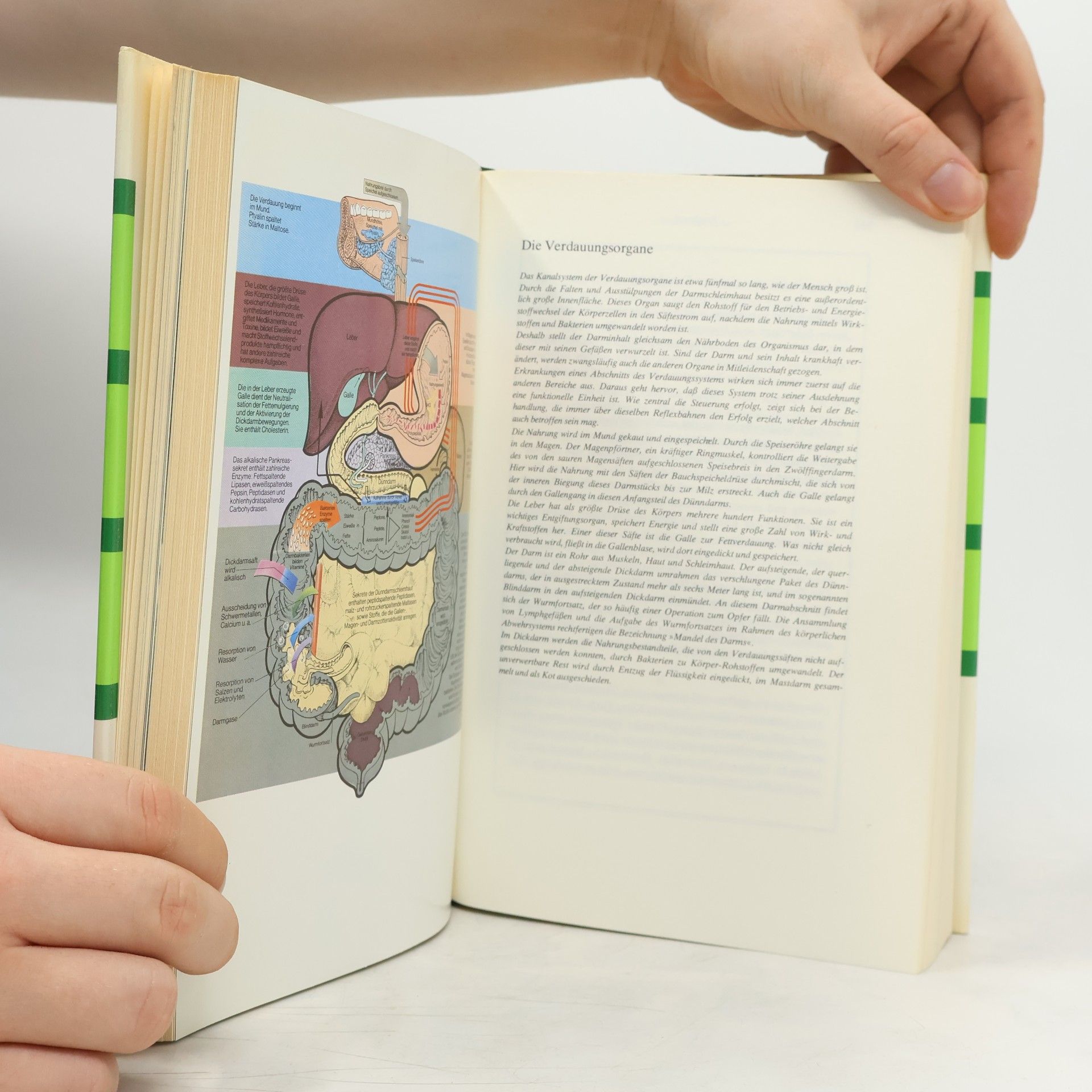 Manfred Köhnlechner Handbuch der Naturheilkunde I.-II.