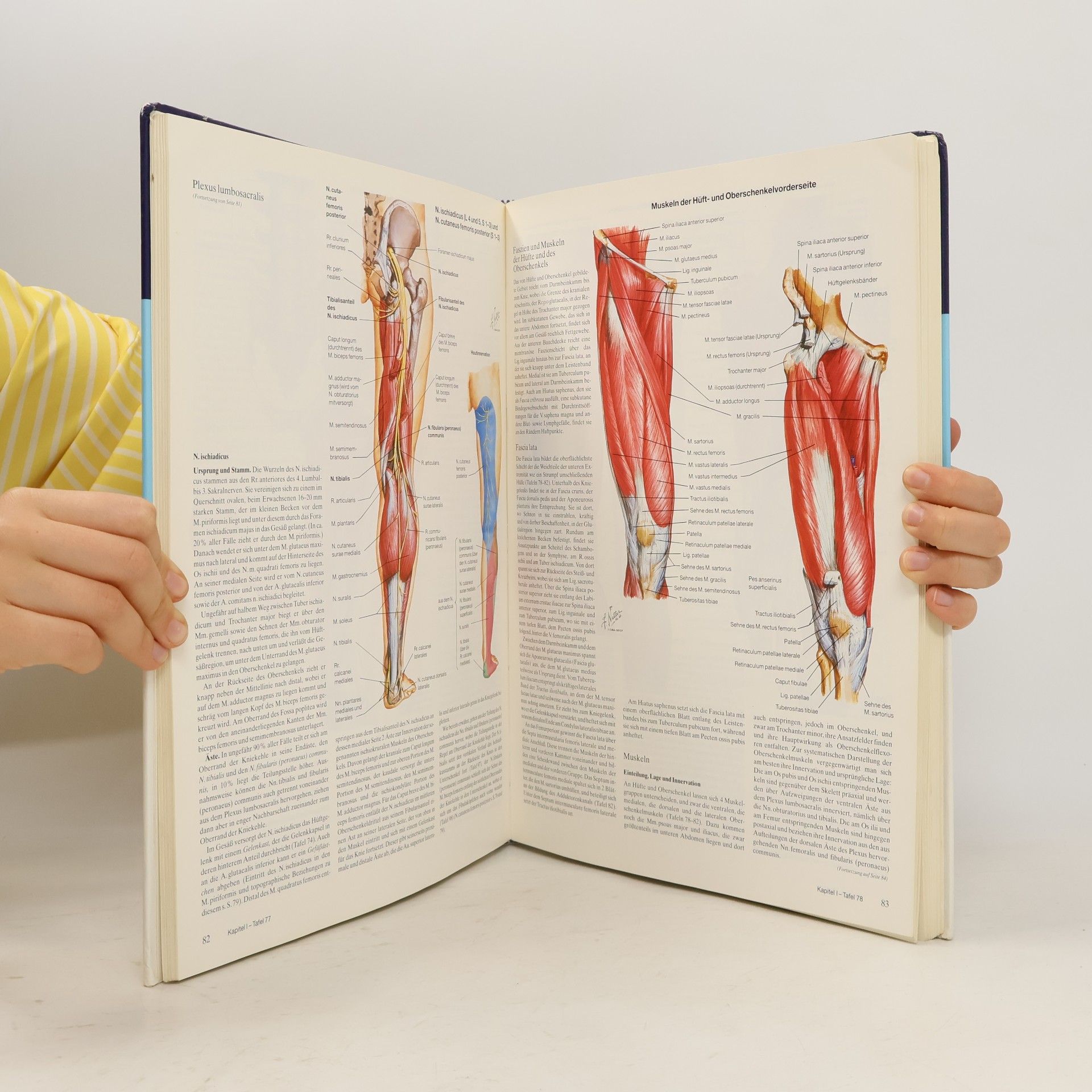 Frank H. Netter Farbatlanten der Medizin Band 7. Bewegungsapparat I.