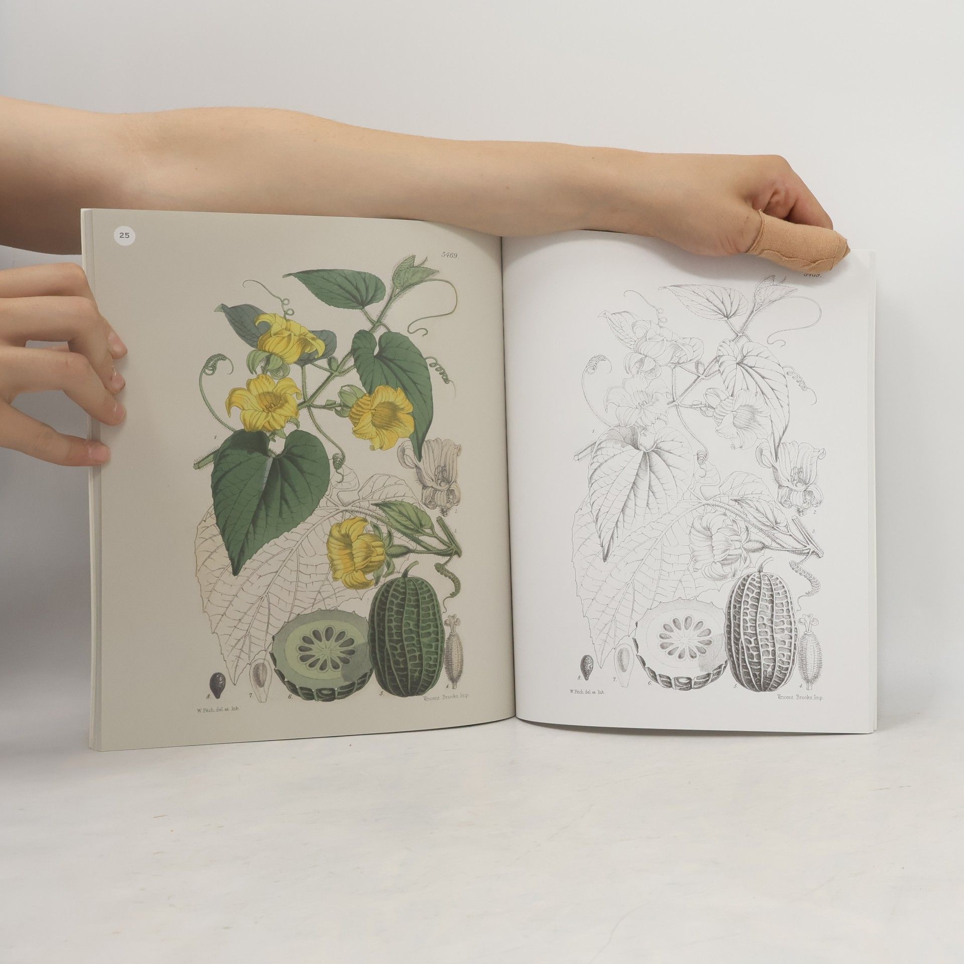 Arcturus Publishing The Kew Gardens Flowering Plants Colouring Book
