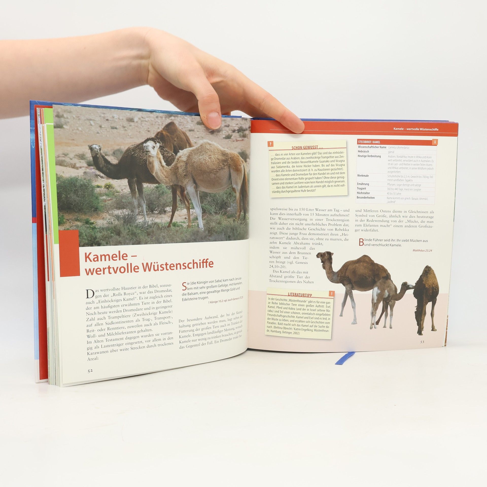 Georg Austen Was für ein Gewimmel – die Tiere der Bibel für Kinder