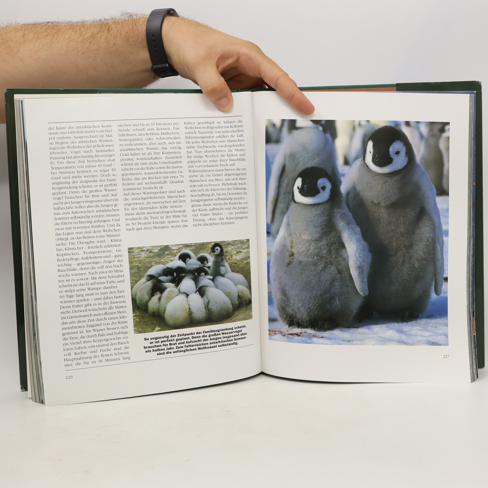 Kolektiv autorů Abenteuer Wildnis. Die schönsten Tierreportagen aus aller Welt