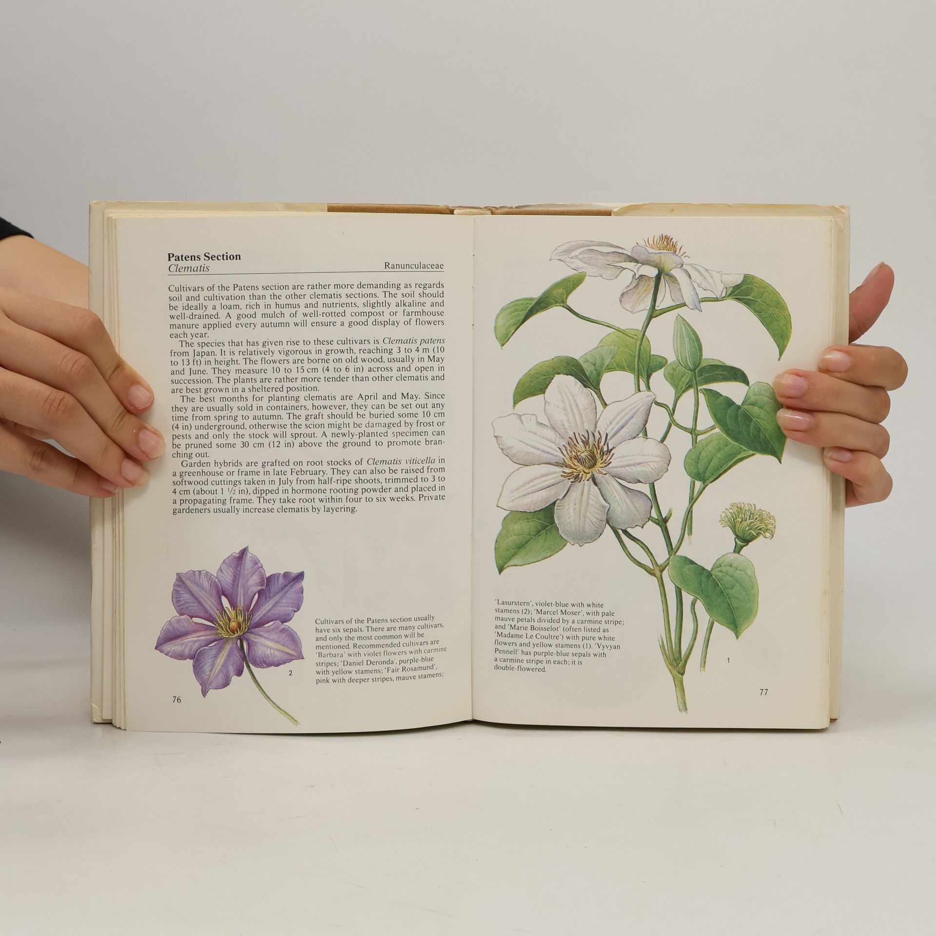 František Severa Climbing Plants