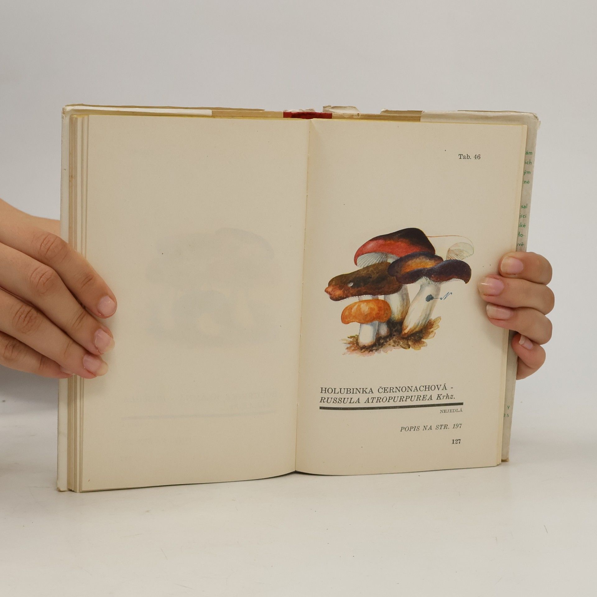 Václav Melzer Atlas holubinek