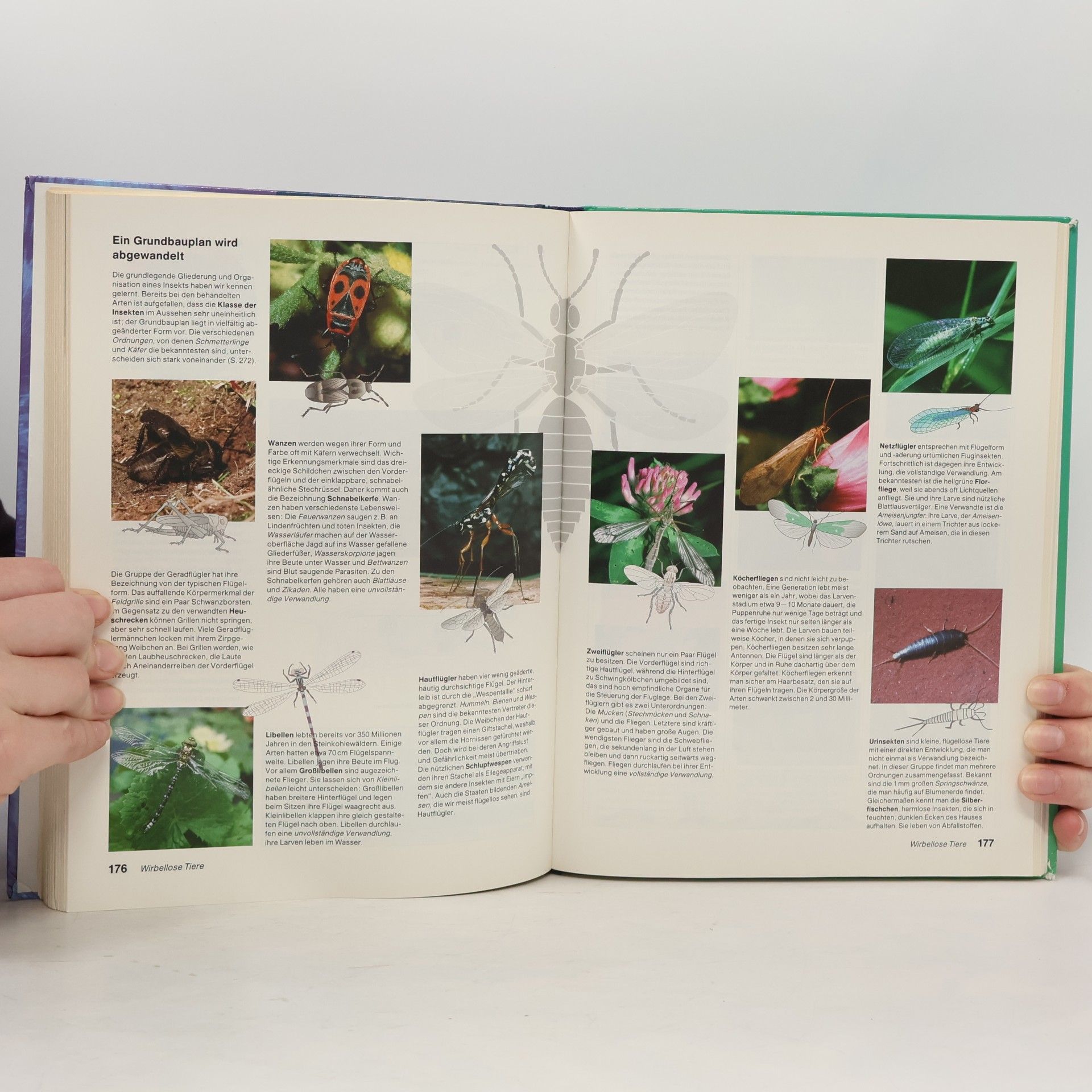 Autorenkollektiv Natura - Biologie für Gymnasien