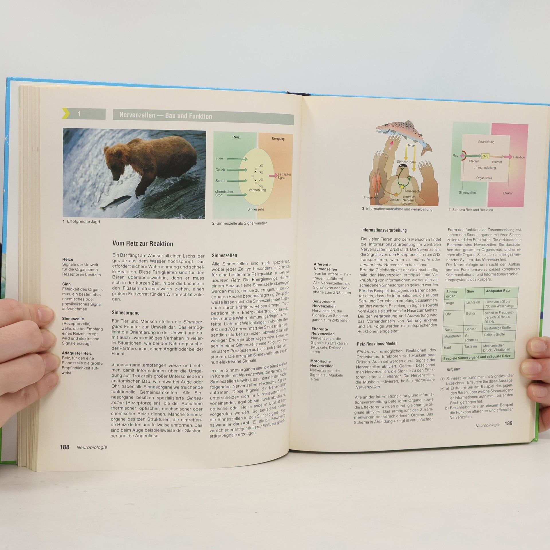 Various authors Natura - Biologie für Gymnasien