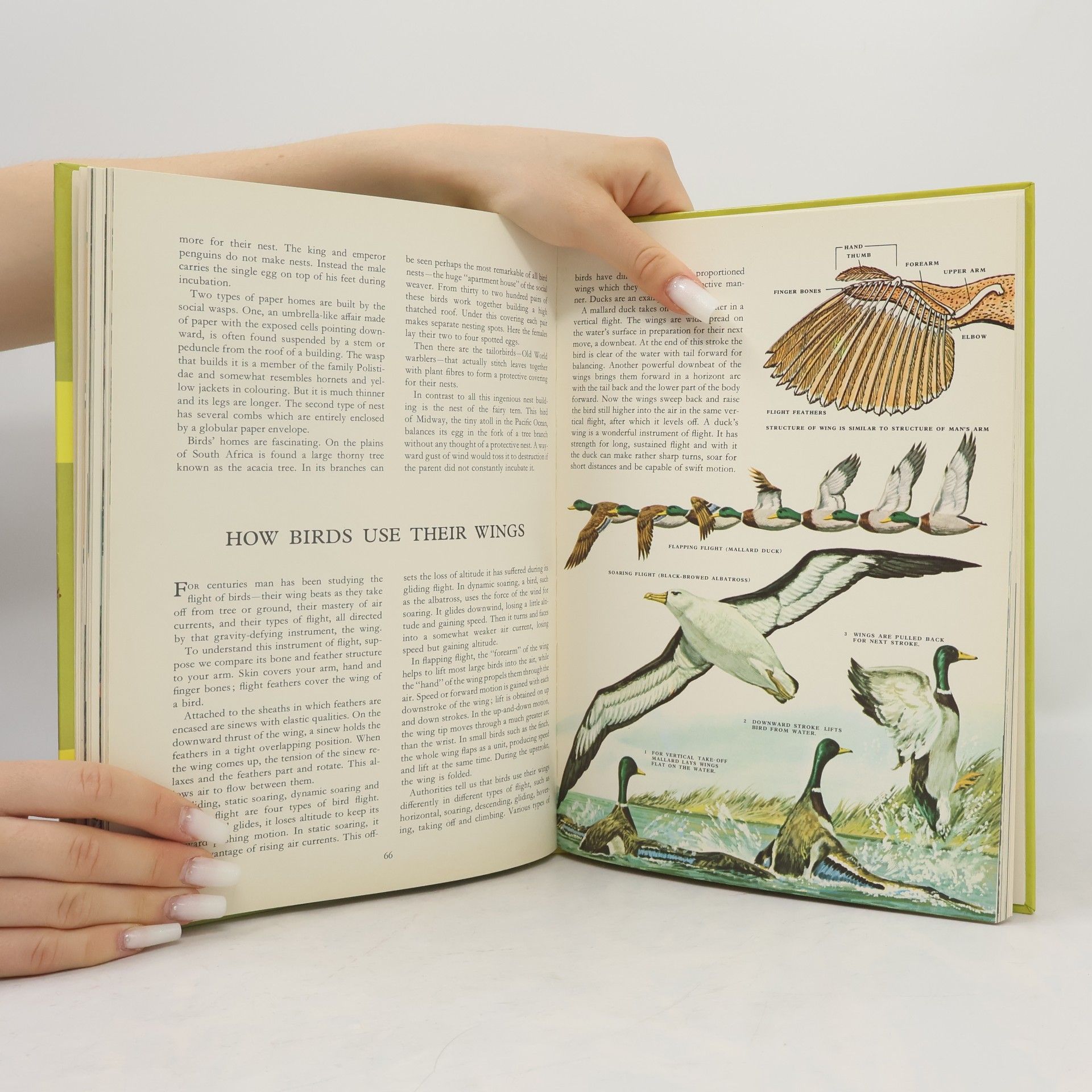 Marion B. Carr Wonders of Nature