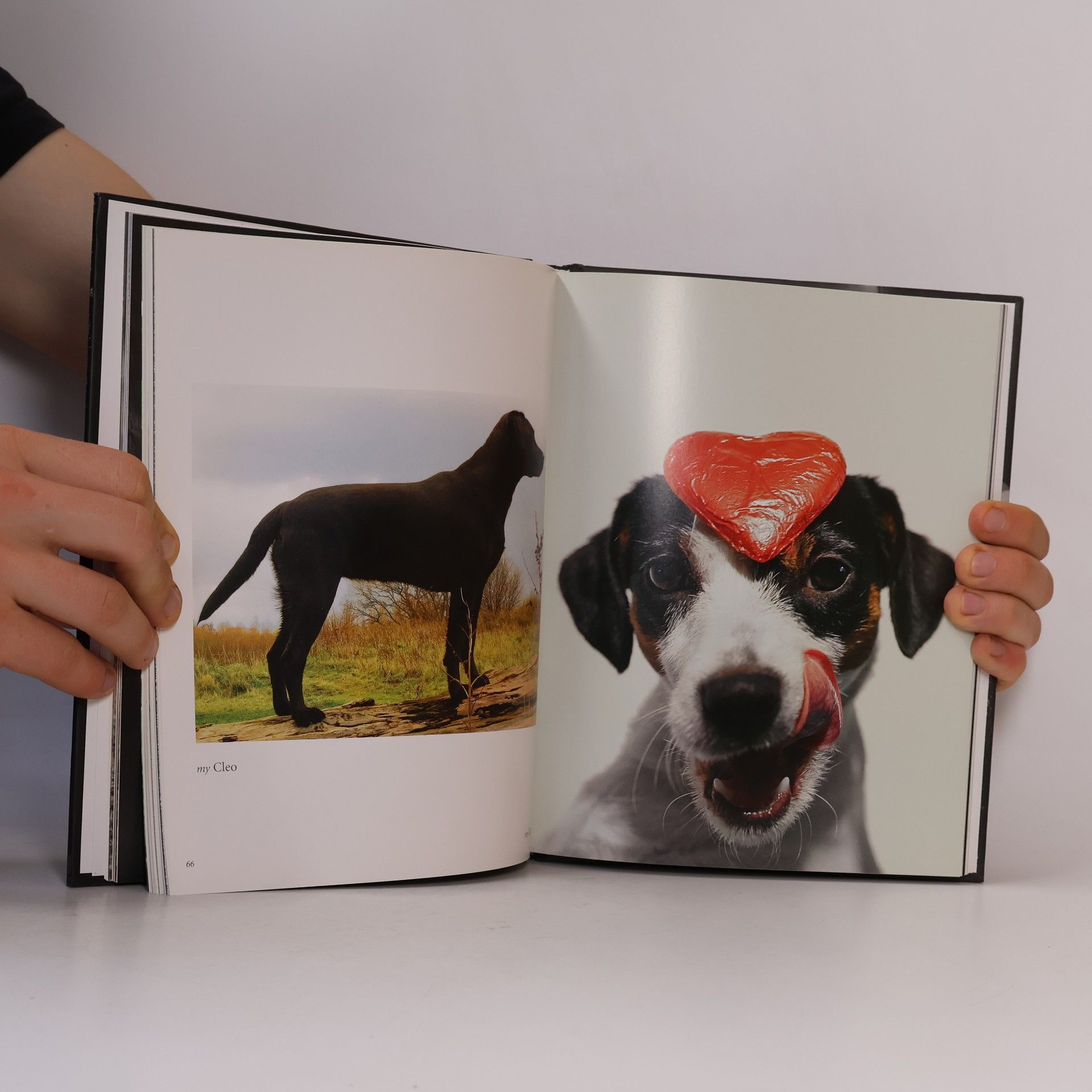 Thomas Niederste Werbeck My dog