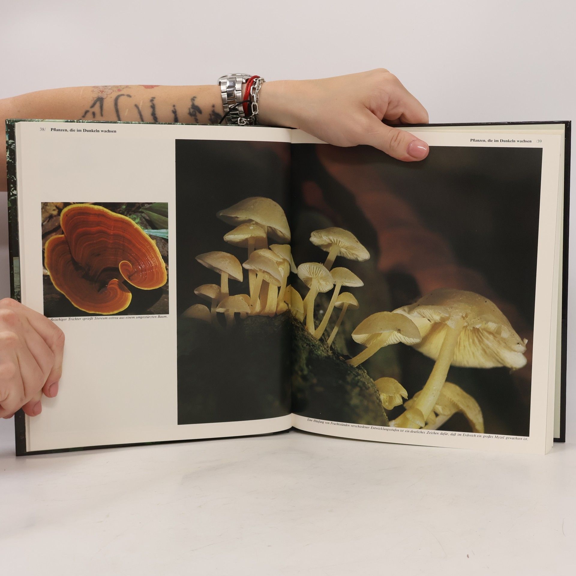 Autorenkollektiv Borneo. Die Wildnisse Der Welt Time-Life Bücher
