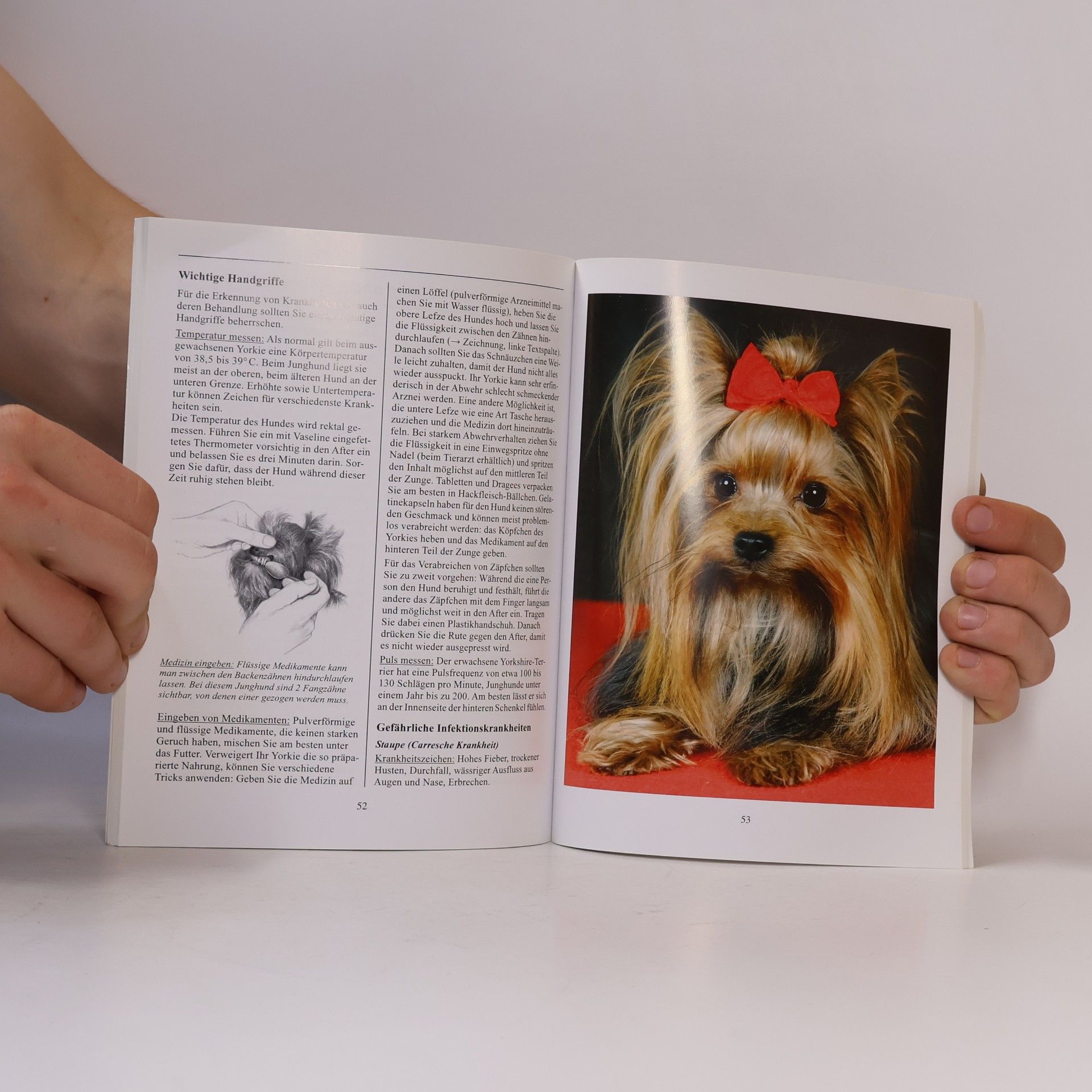 Armin Kriechbaumer Yorkshire-Terrier